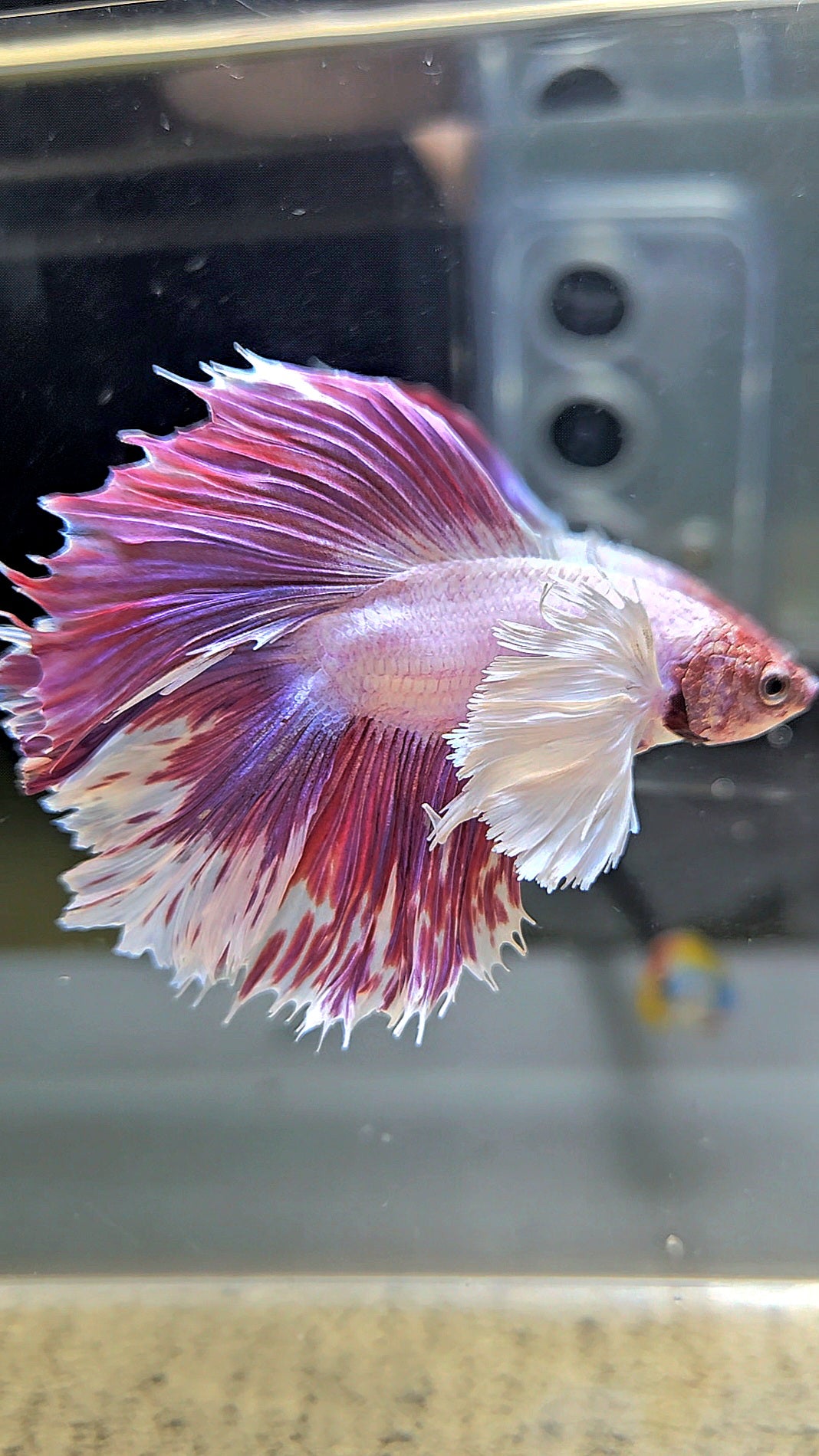 HALFMOON DOUBLE TAIL DUMBO EAR PINK BETTA FISH
