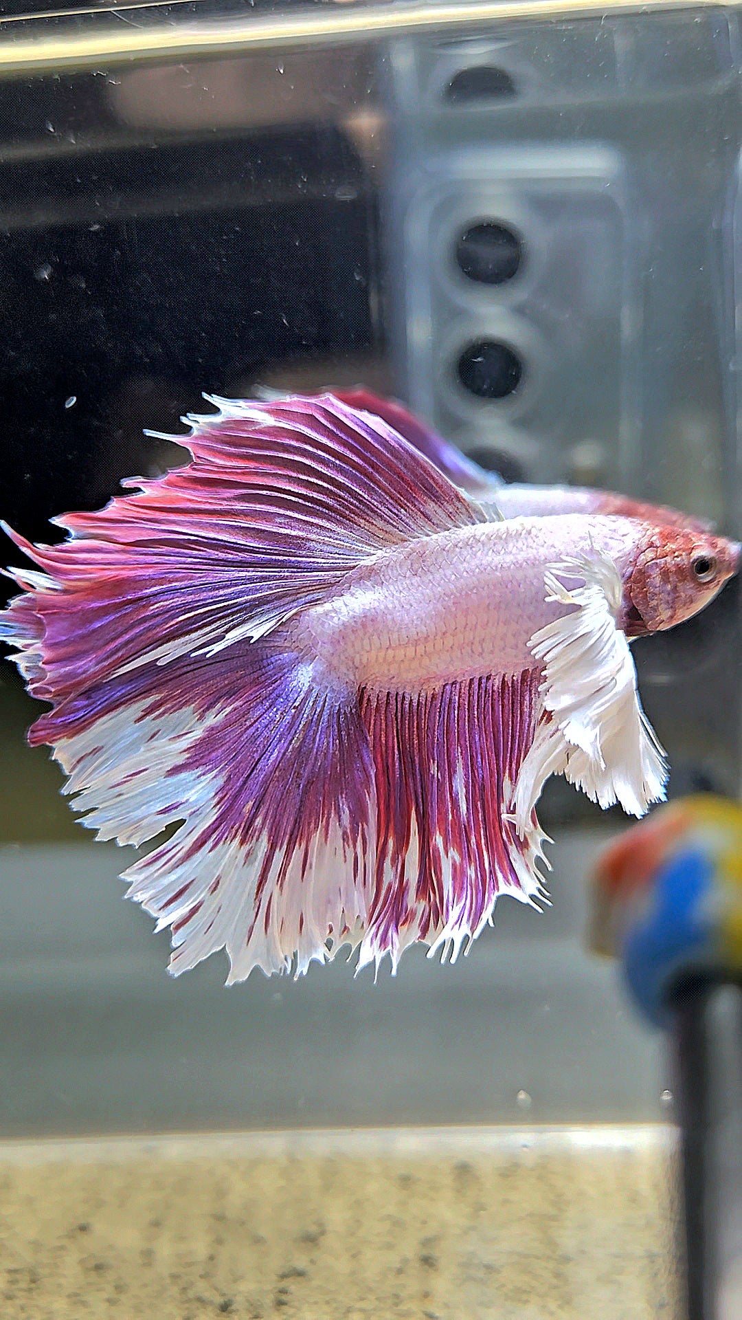 HALFMOON DOUBLE TAIL DUMBO EAR PINK BETTA FISH
