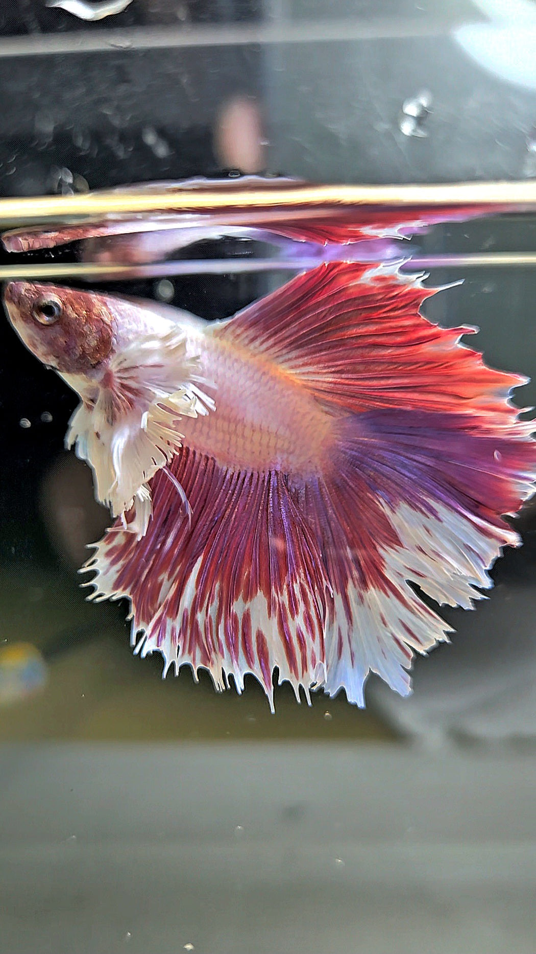 HALFMOON DOUBLE TAIL DUMBO EAR PINK BETTA FISH