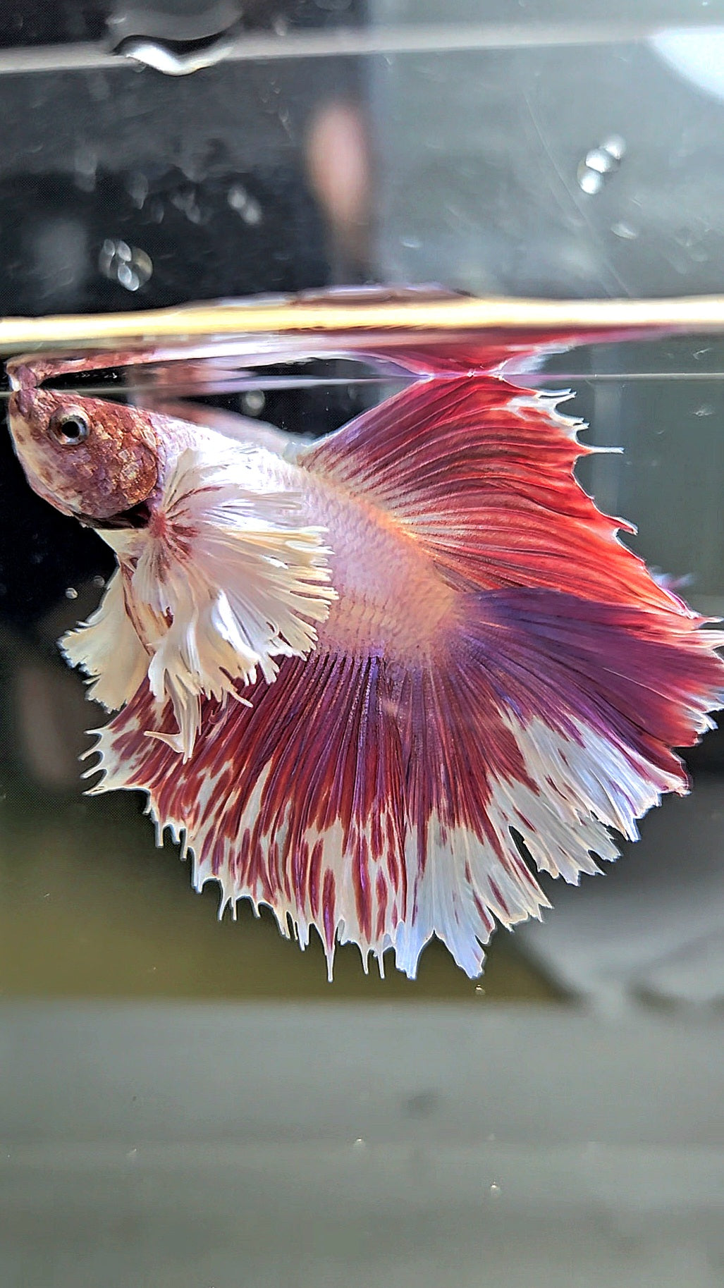HALFMOON DOUBLE TAIL DUMBO EAR PINK BETTA FISH