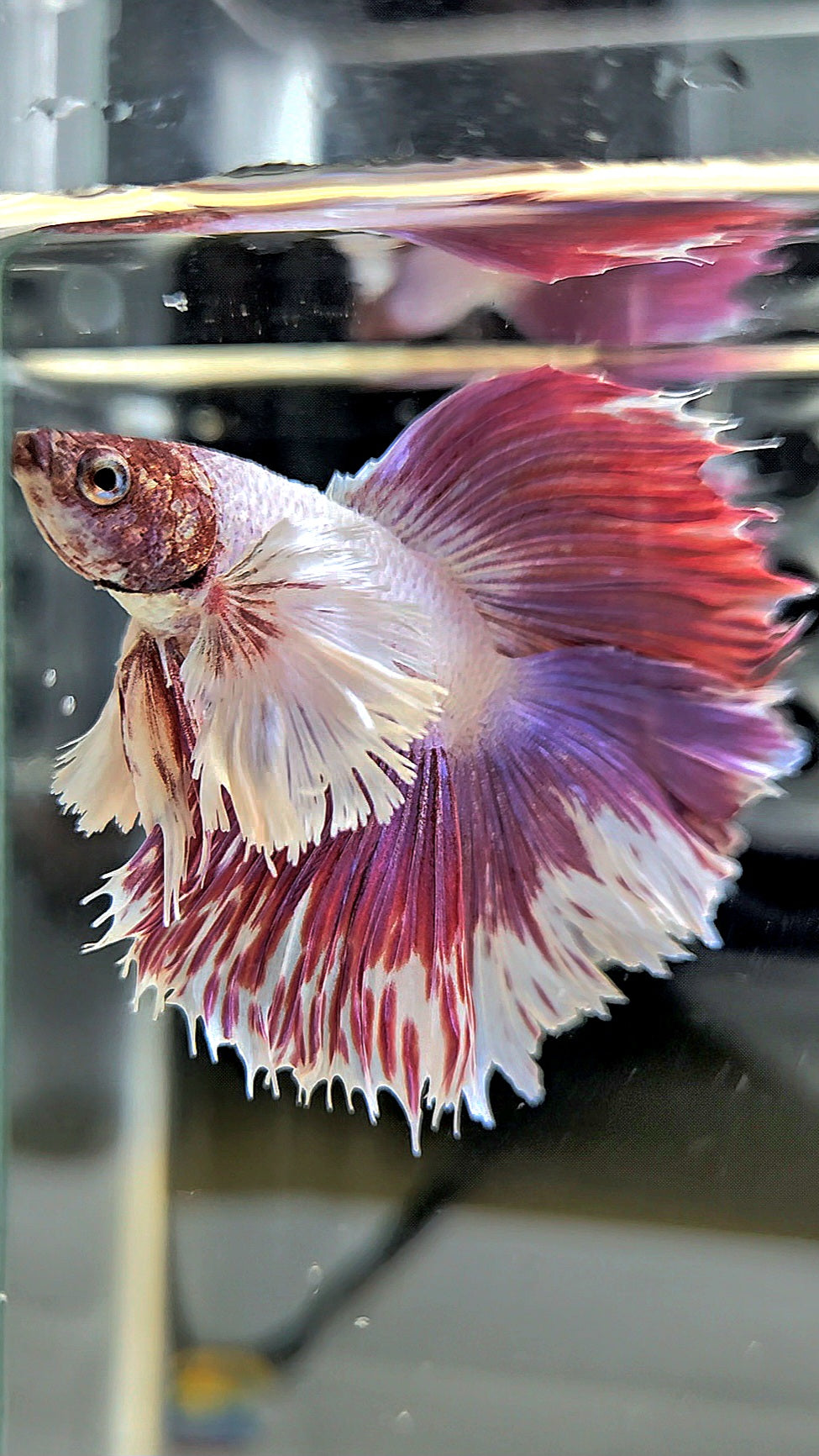 HALFMOON DOUBLE TAIL DUMBO EAR PINK BETTA FISH