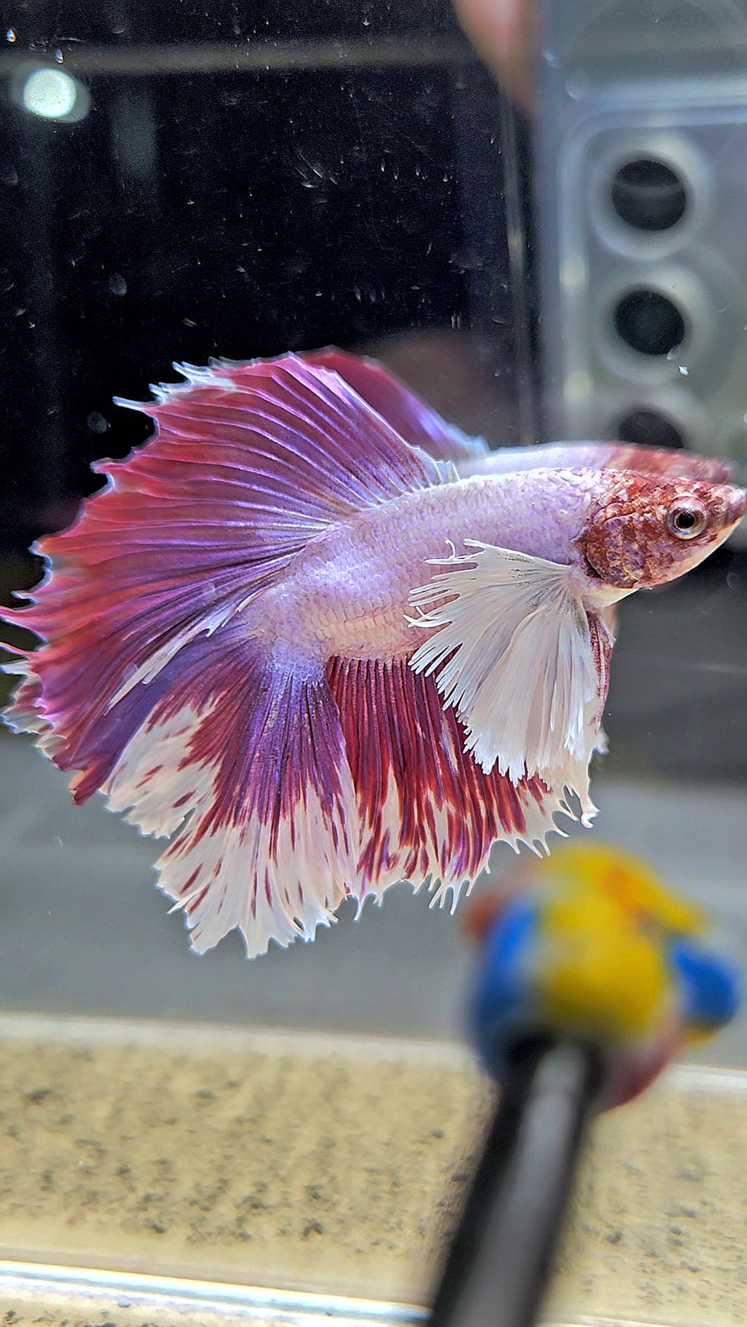HALFMOON DOUBLE TAIL DUMBO EAR PINK BETTA FISH