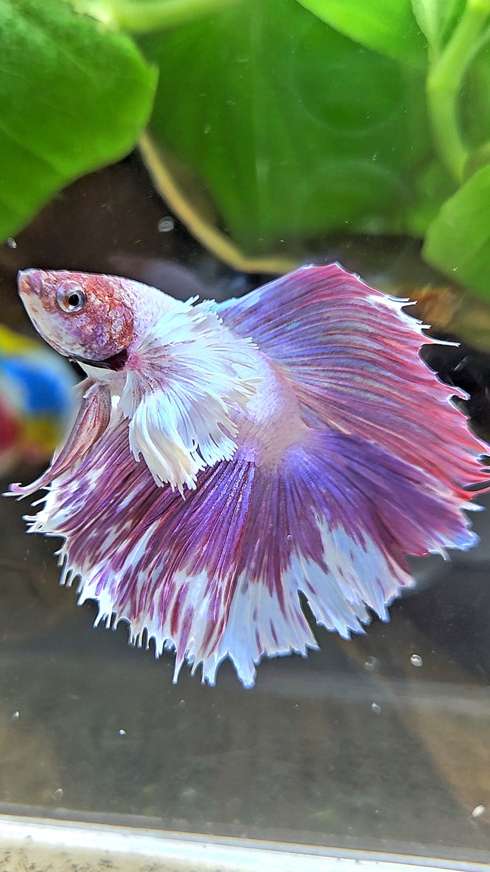HALFMOON DOUBLE TAIL DUMBO EAR PINK BETTA FISH
