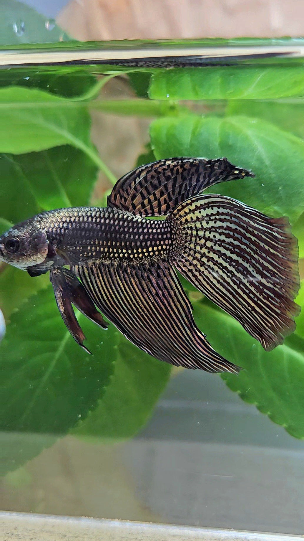 LUXURY VEILTAIL DELTA ALIEN COPPER BROWN HYBRID WILD BETTA FISH