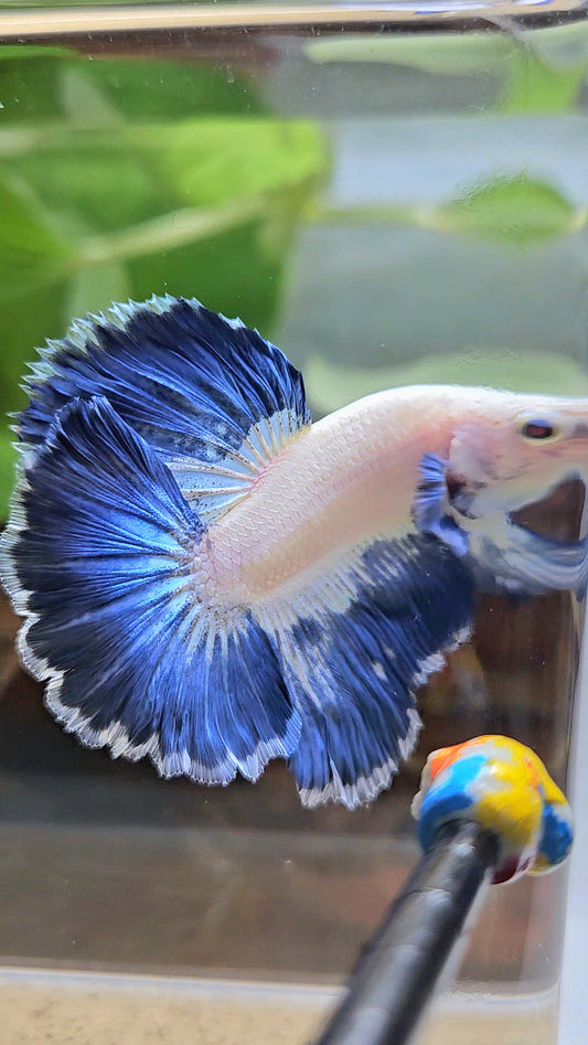 LUXURY HALFMOON ROSETAIL BLUE RIM PATTERN UNIQUE BETTA FISH
