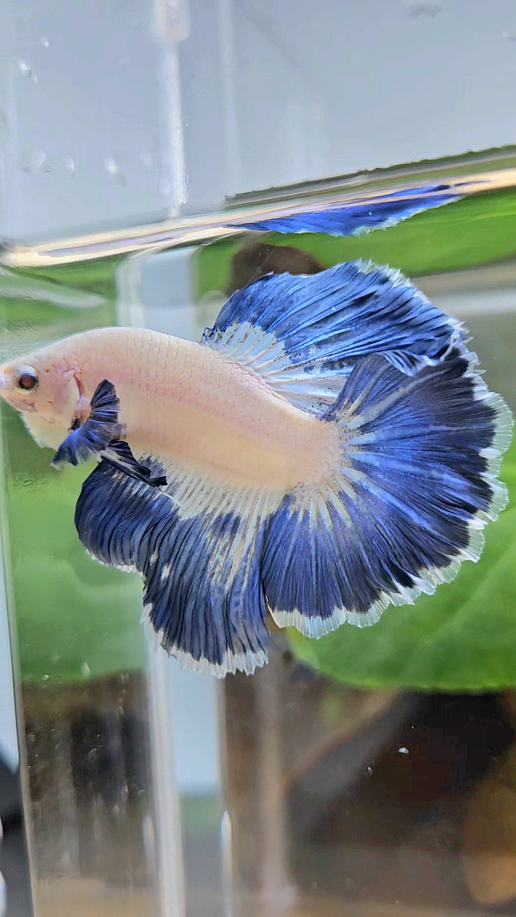 LUXURY HALFMOON ROSETAIL BLUE RIM PATTERN UNIQUE BETTA FISH