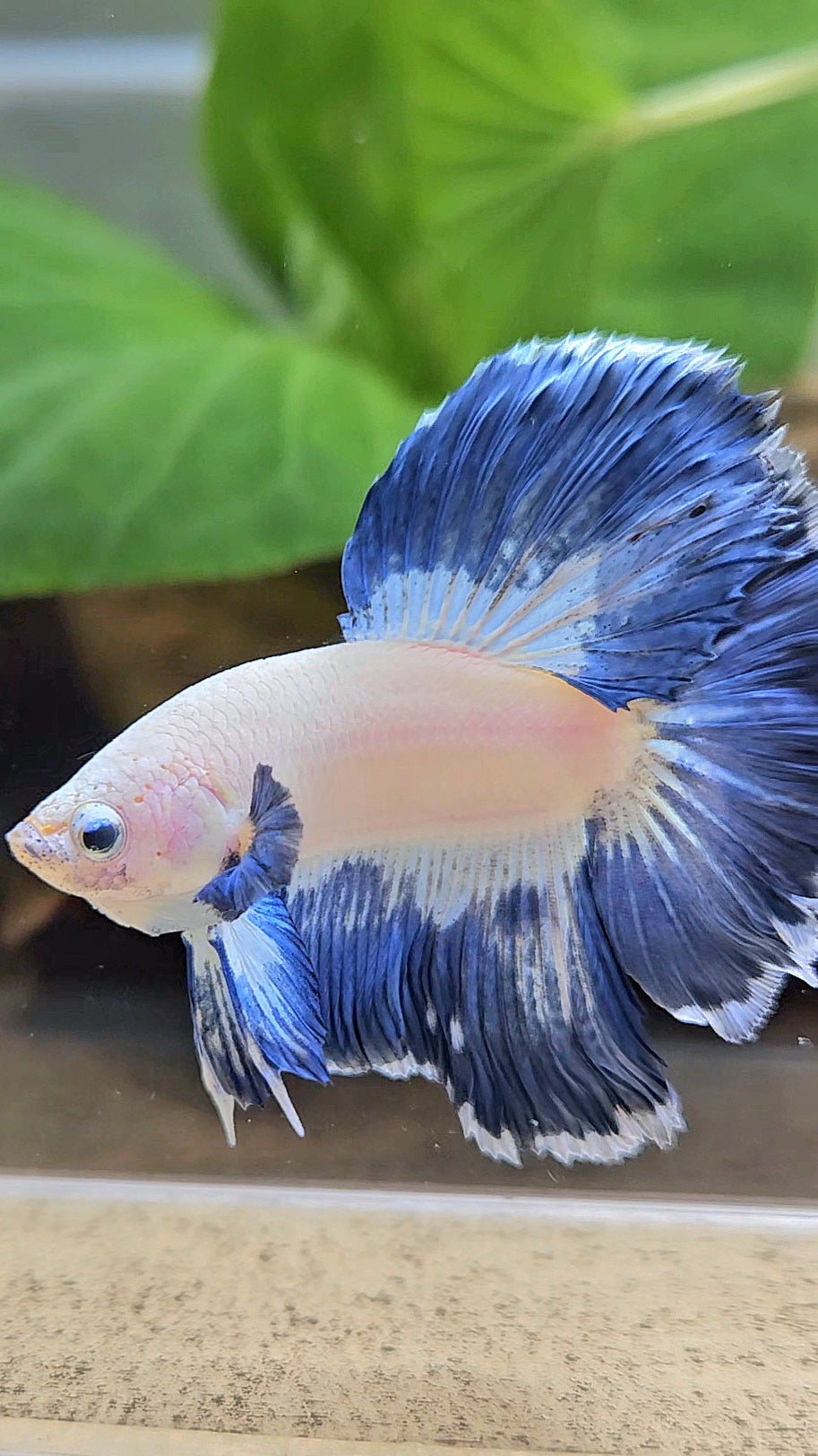 LUXURY HALFMOON ROSETAIL BLUE RIM PATTERN UNIQUE BETTA FISH