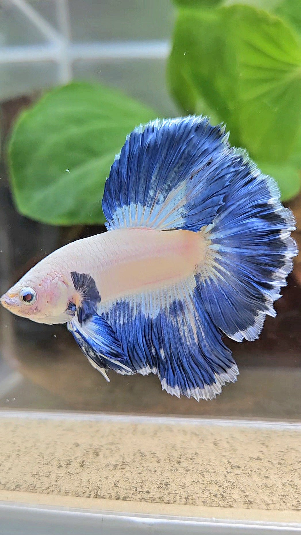 LUXURY HALFMOON ROSETAIL BLUE RIM PATTERN UNIQUE BETTA FISH