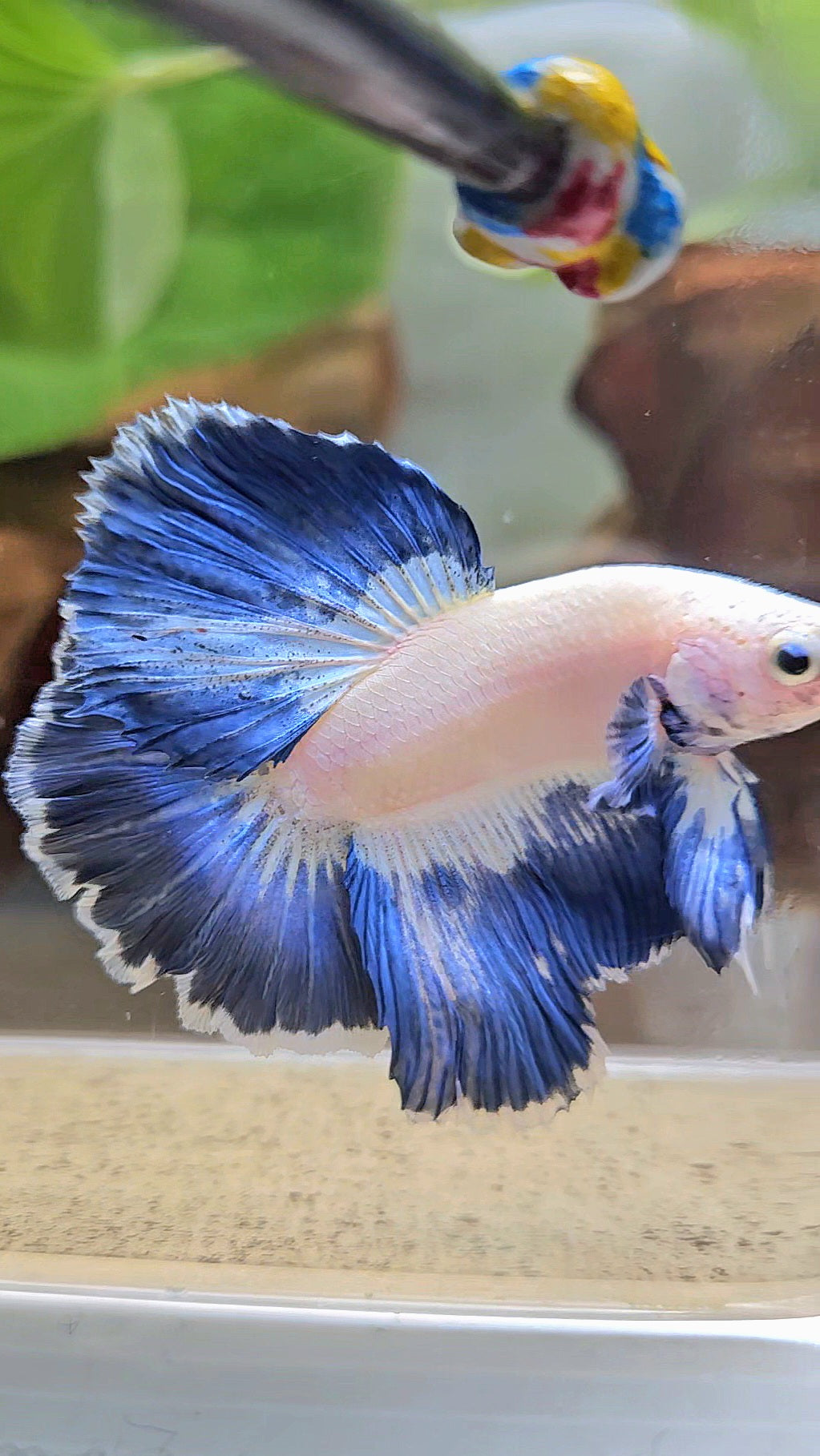 LUXURY HALFMOON ROSETAIL BLUE RIM PATTERN UNIQUE BETTA FISH