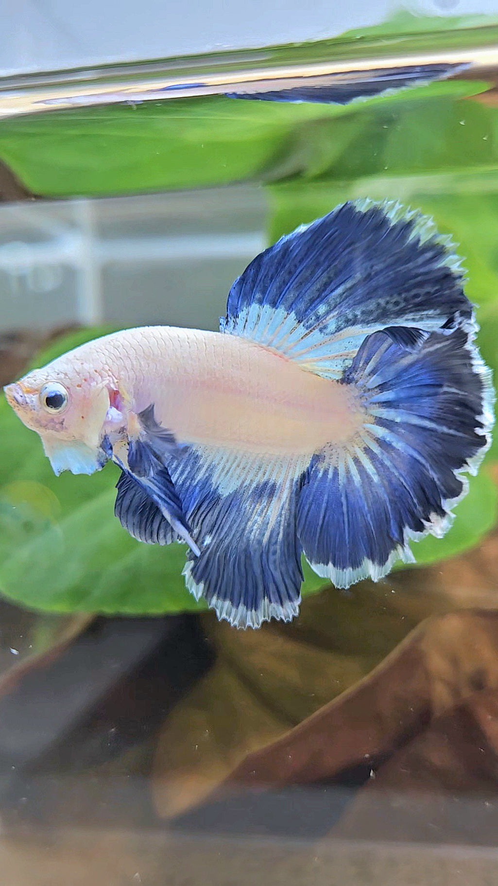 LUXURY HALFMOON ROSETAIL BLUE RIM PATTERN UNIQUE BETTA FISH