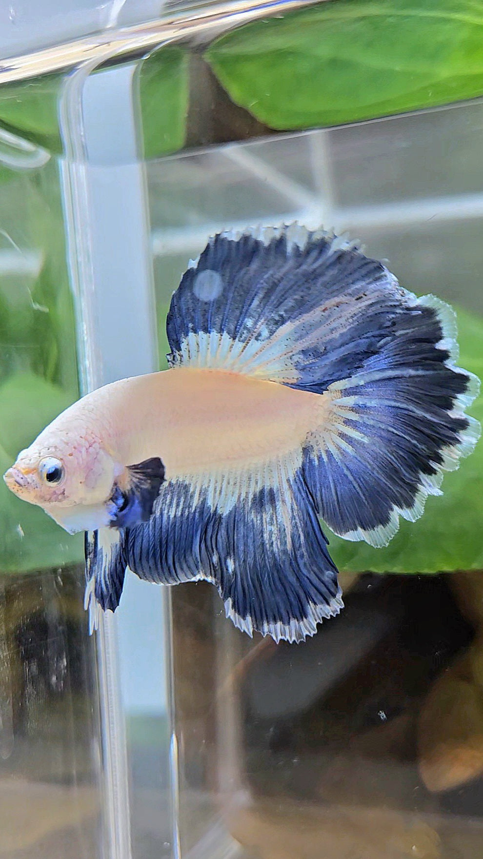 LUXURY HALFMOON ROSETAIL BLUE RIM PATTERN UNIQUE BETTA FISH