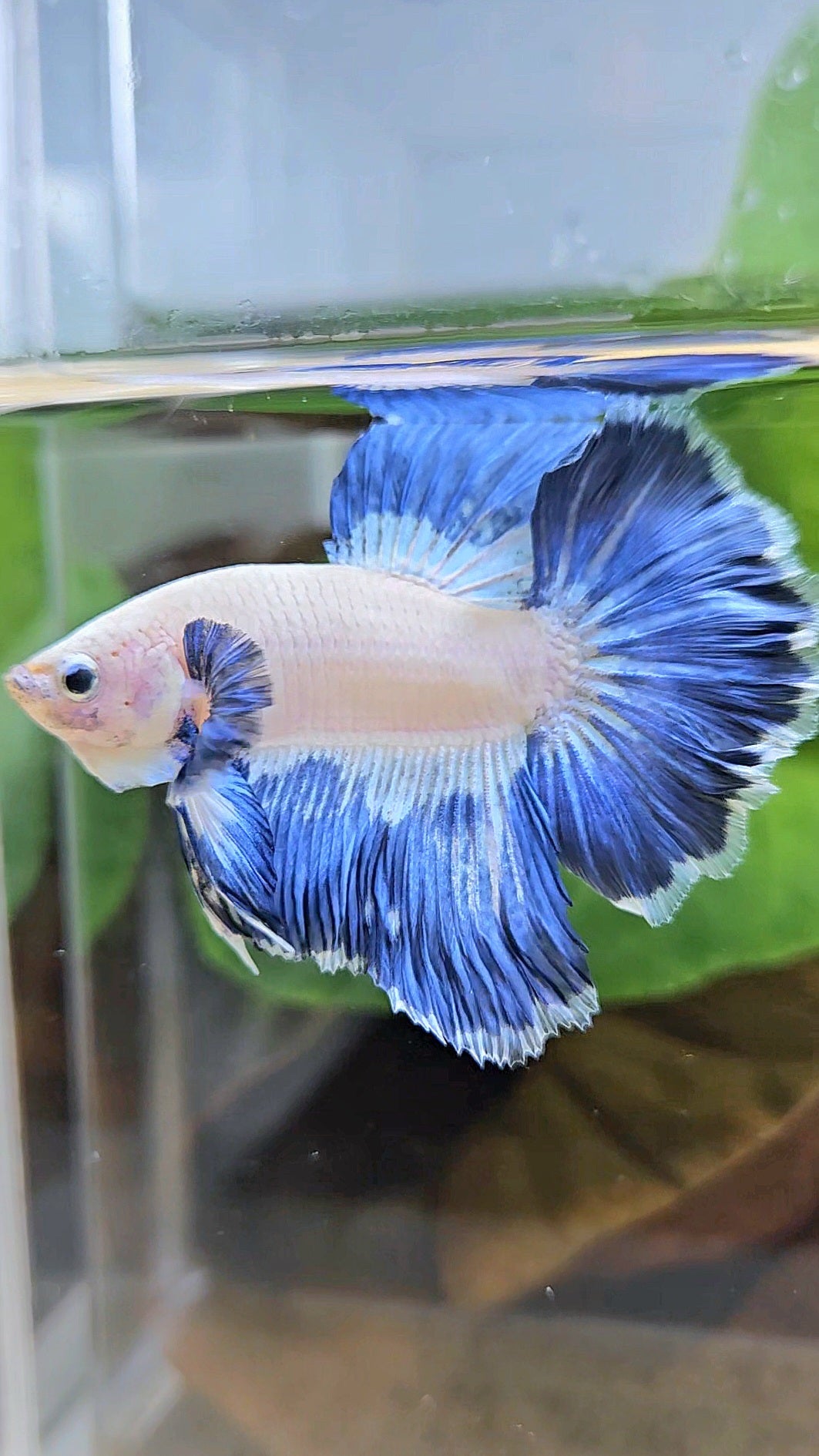 LUXURY HALFMOON ROSETAIL BLUE RIM PATTERN UNIQUE BETTA FISH