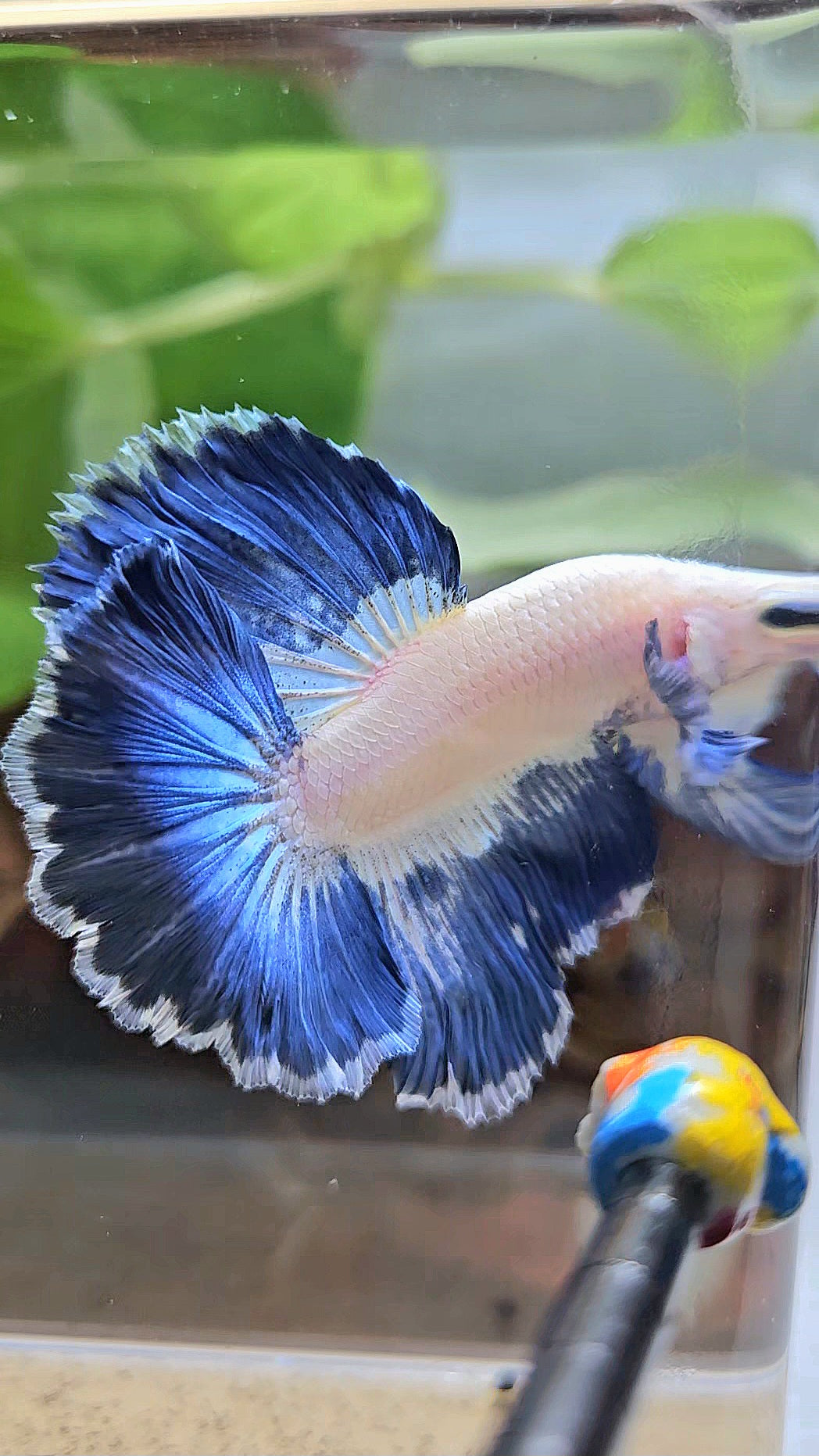 LUXURY HALFMOON ROSETAIL BLUE RIM PATTERN UNIQUE BETTA FISH