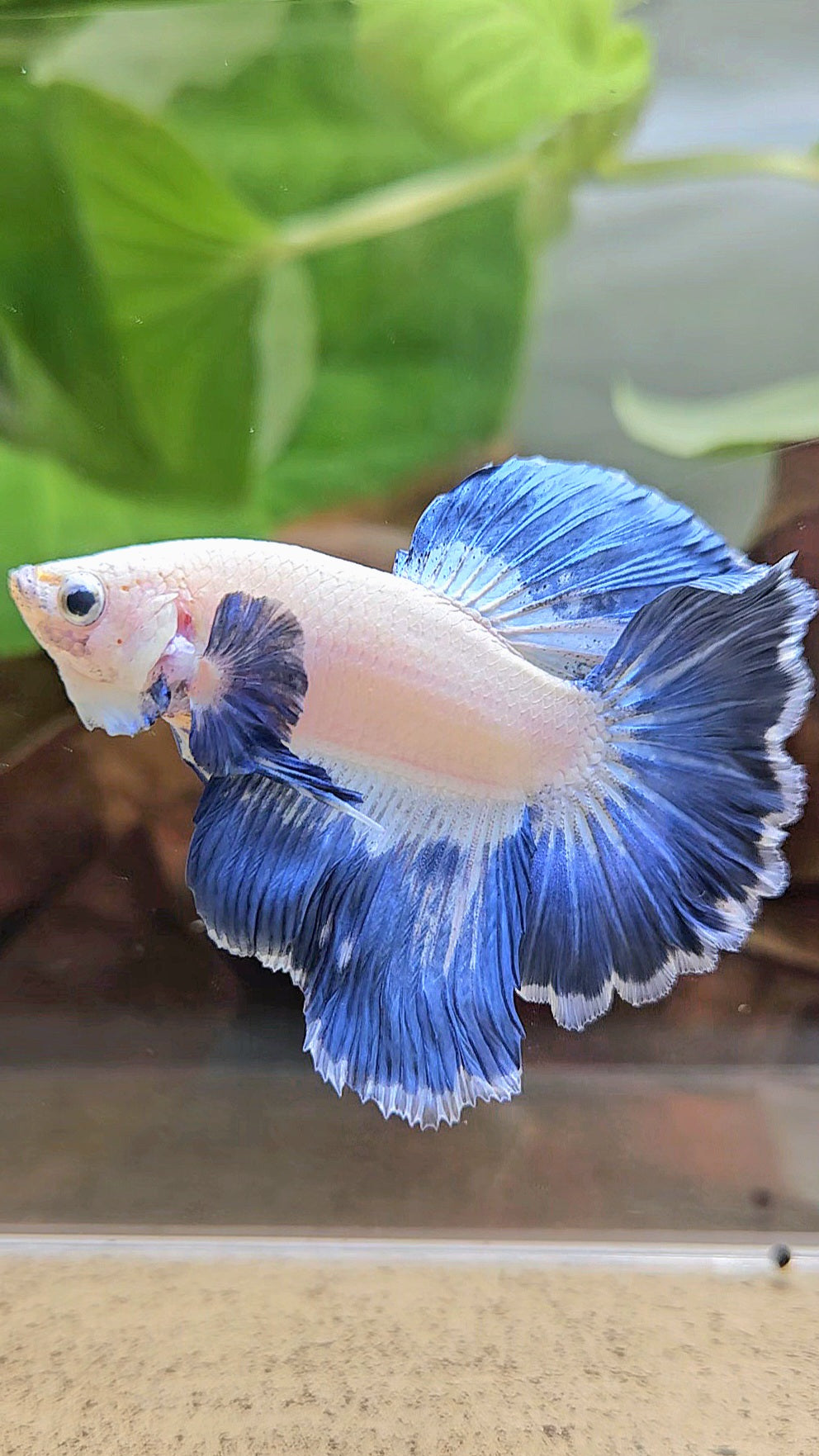 LUXURY HALFMOON ROSETAIL BLUE RIM PATTERN UNIQUE BETTA FISH