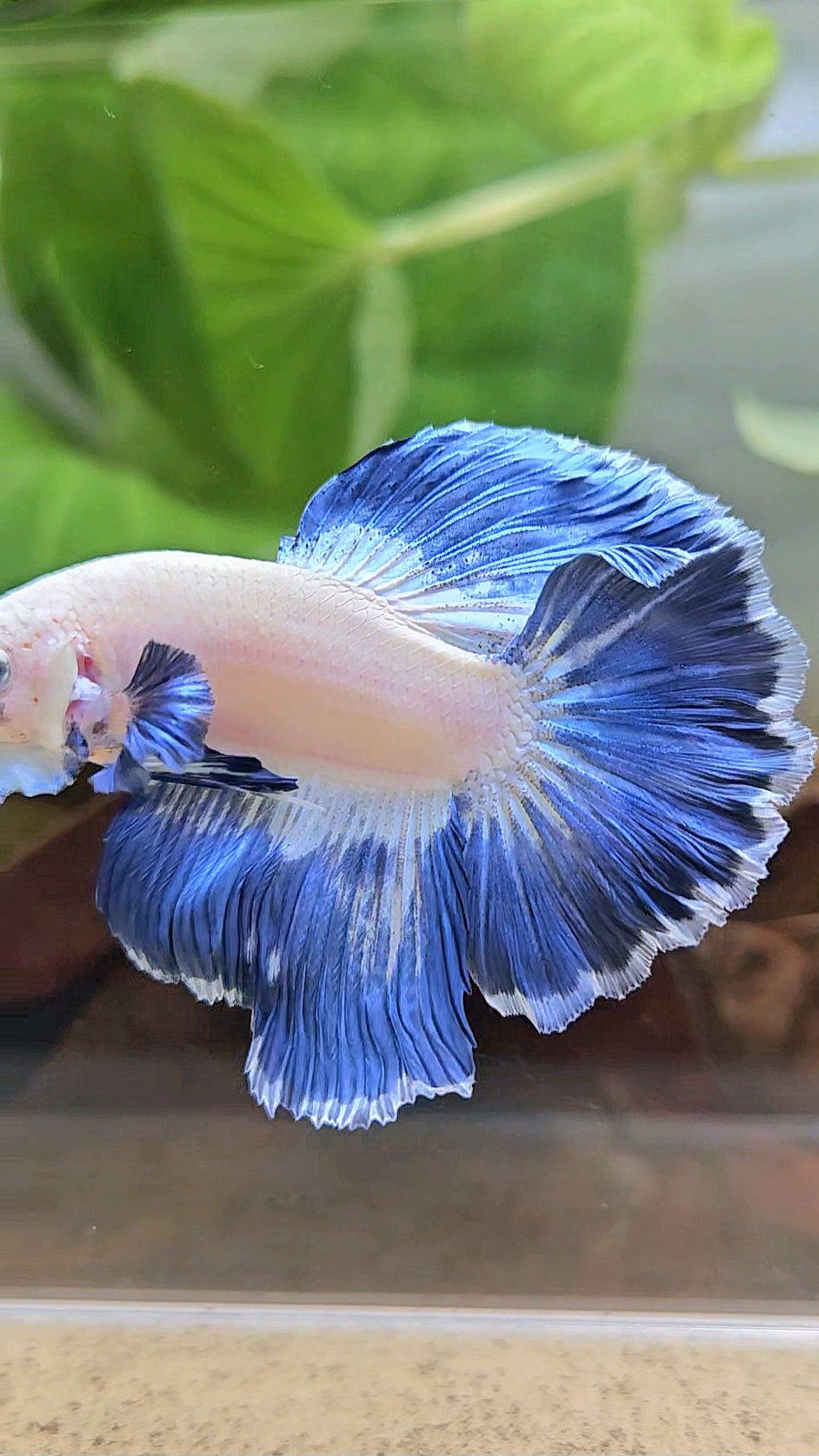 LUXURY HALFMOON ROSETAIL BLUE RIM PATTERN UNIQUE BETTA FISH