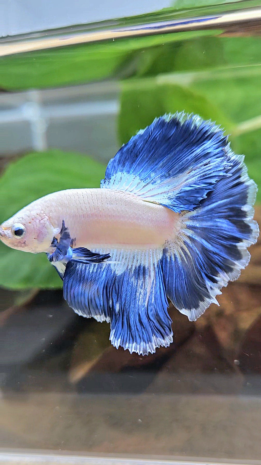 LUXURY HALFMOON ROSETAIL BLUE RIM PATTERN UNIQUE BETTA FISH