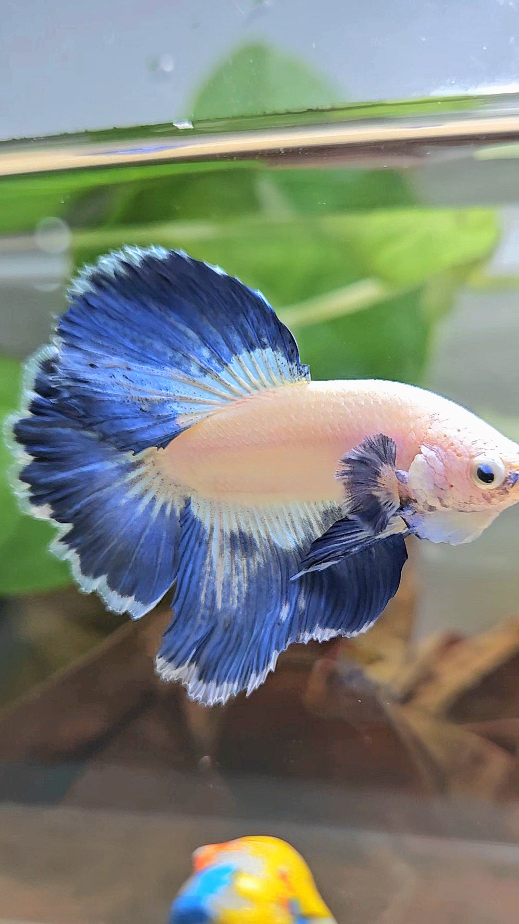 LUXURY HALFMOON ROSETAIL BLUE RIM PATTERN UNIQUE BETTA FISH