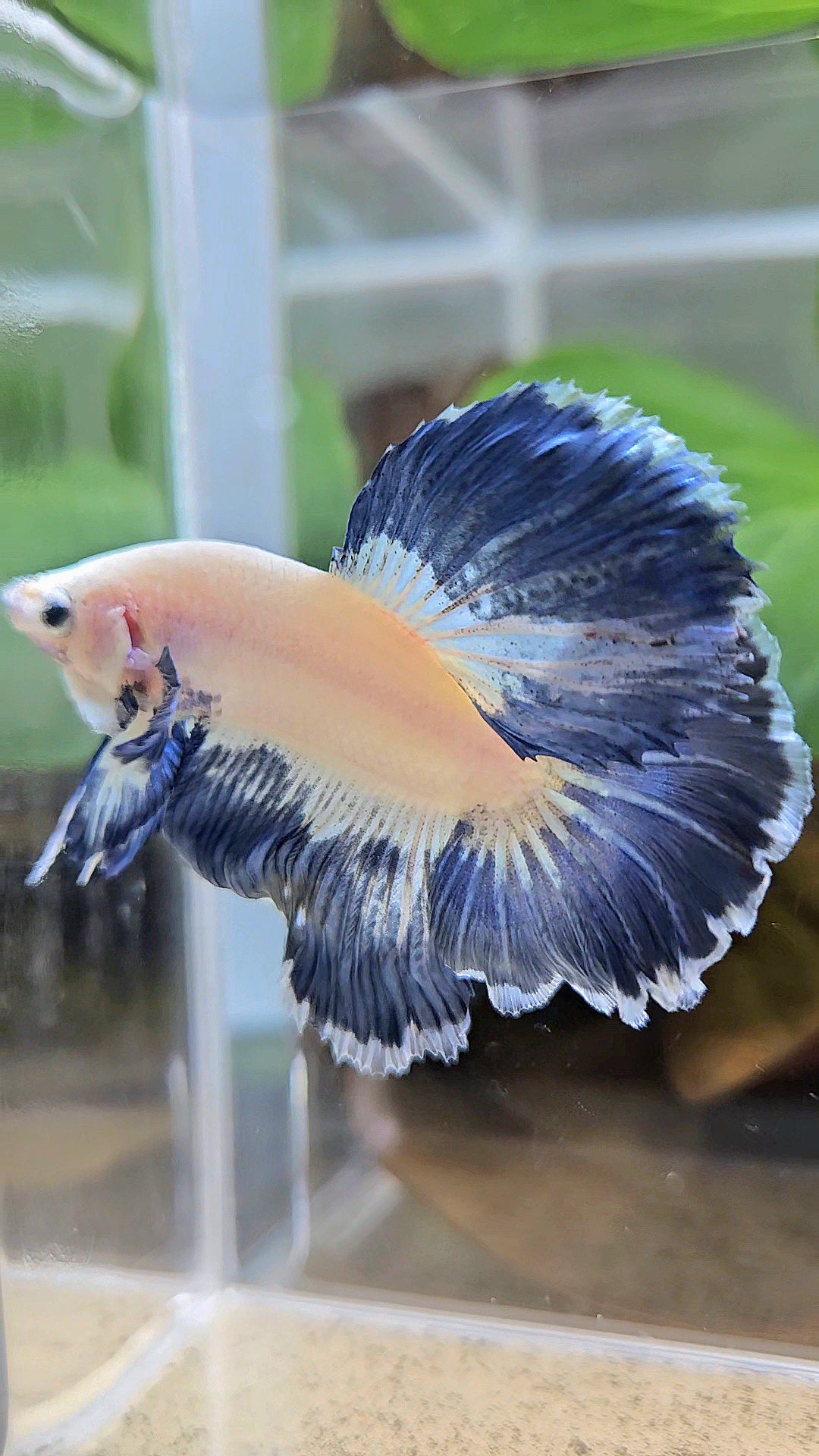 LUXURY HALFMOON ROSETAIL BLUE RIM PATTERN UNIQUE BETTA FISH