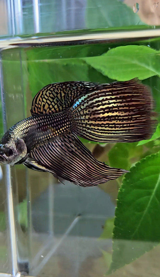 LUXURY VEILTAIL DELTA ALIEN COPPER BROWN HYBRID WILD BETTA FISH