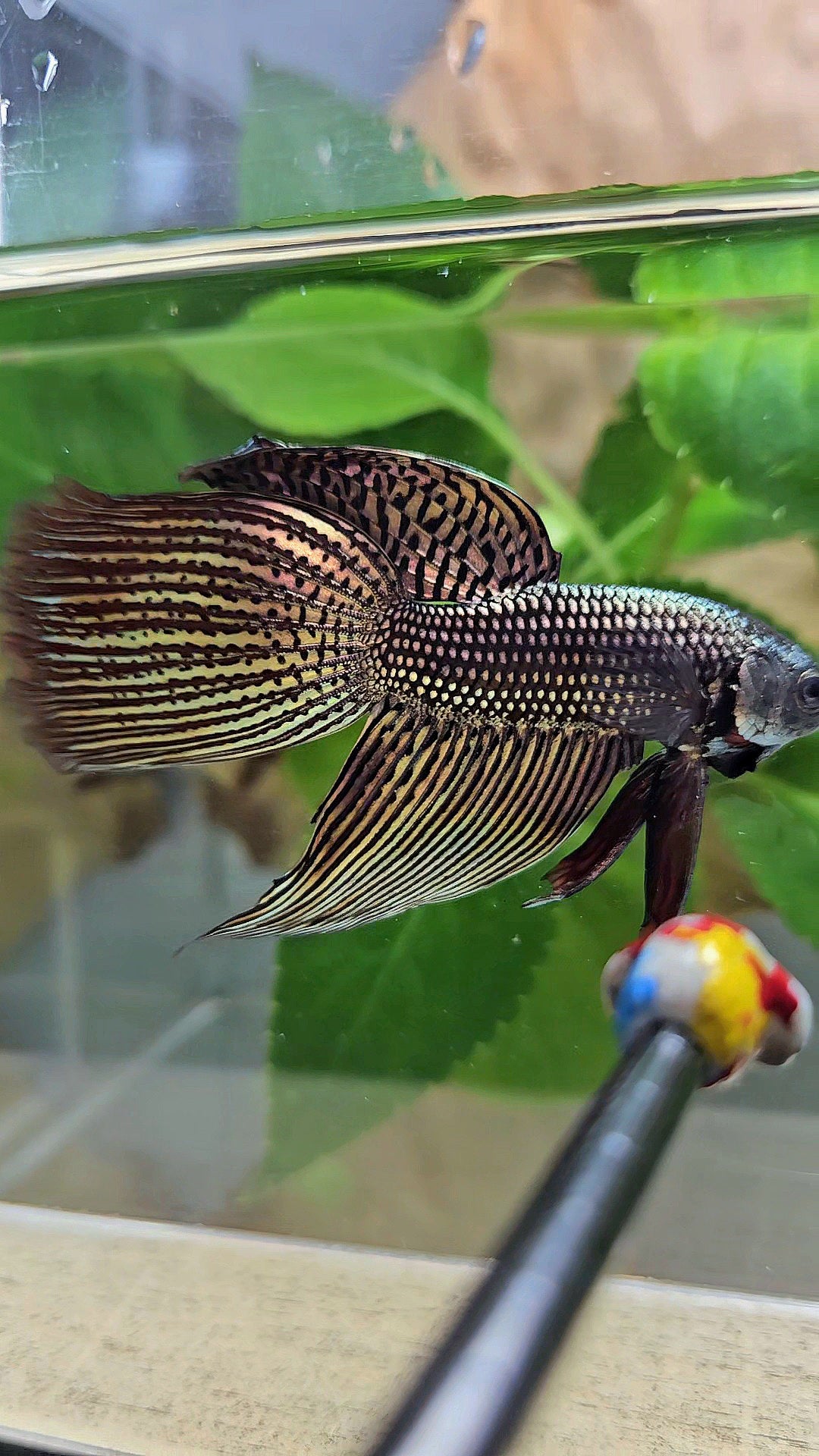 LUXURY VEILTAIL DELTA ALIEN COPPER BROWN HYBRID WILD BETTA FISH
