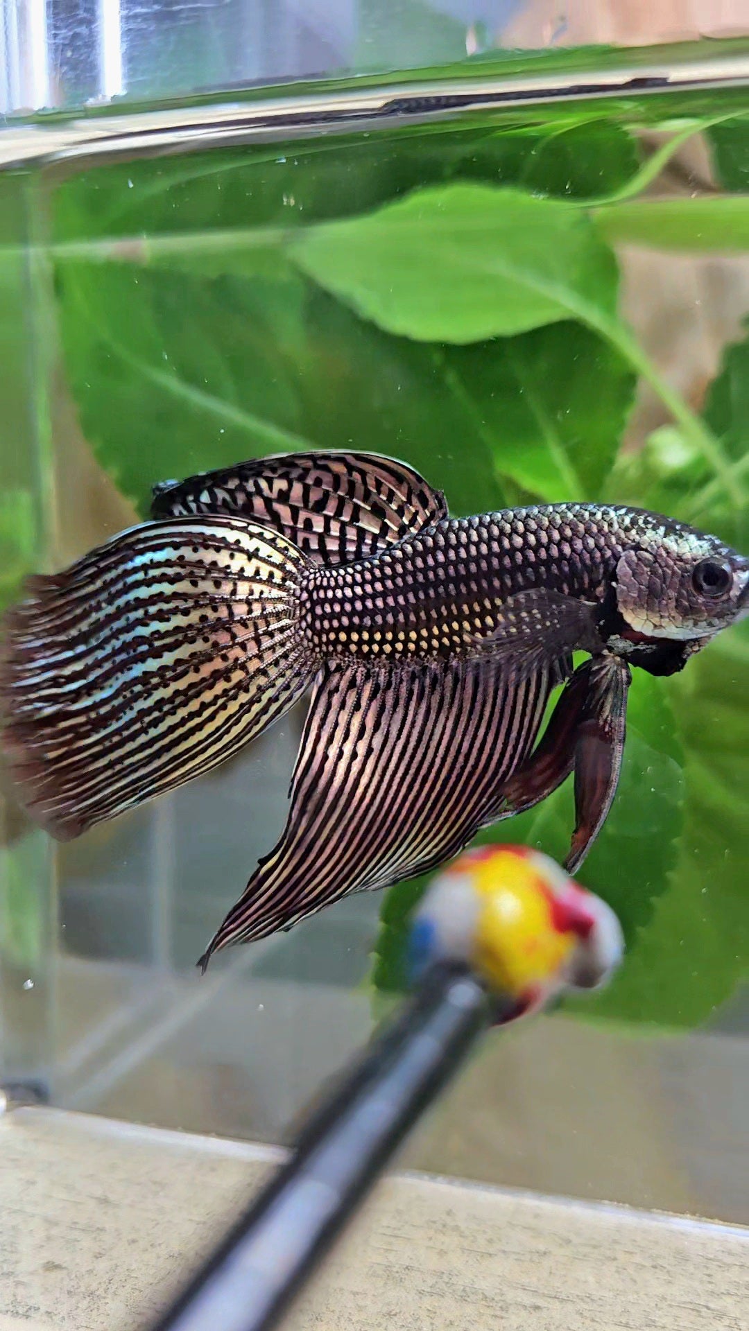 LUXURY VEILTAIL DELTA ALIEN COPPER BROWN HYBRID WILD BETTA FISH