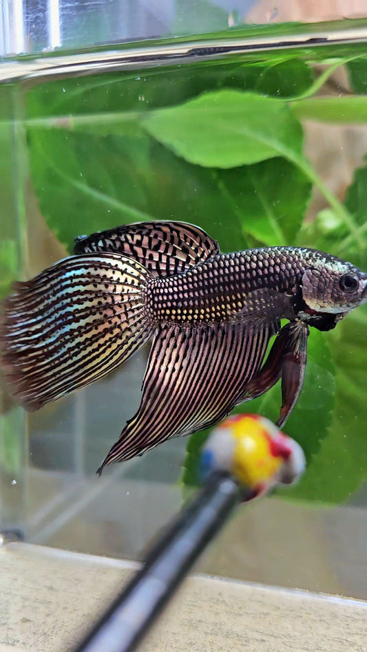 LUXURY VEILTAIL DELTA ALIEN COPPER BROWN HYBRID WILD BETTA FISH