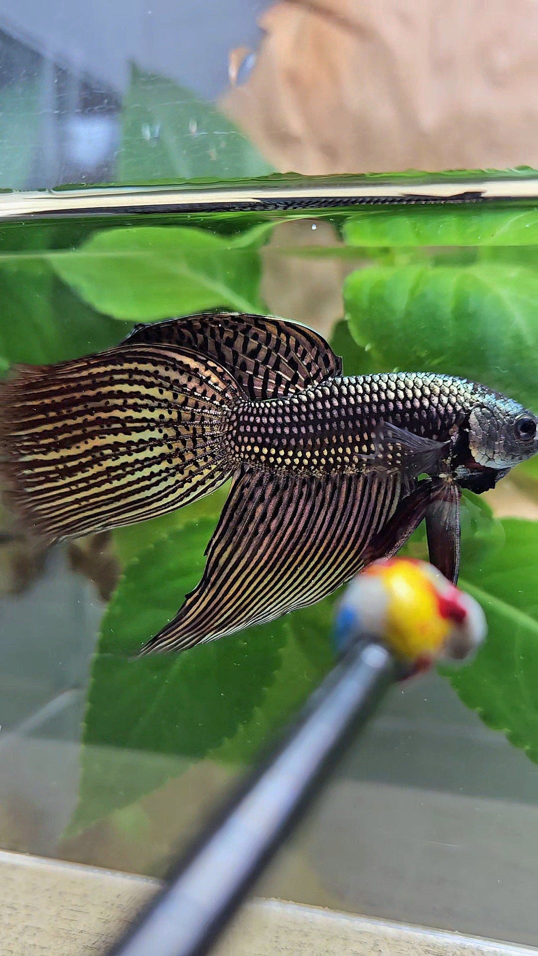 LUXURY VEILTAIL DELTA ALIEN COPPER BROWN HYBRID WILD BETTA FISH