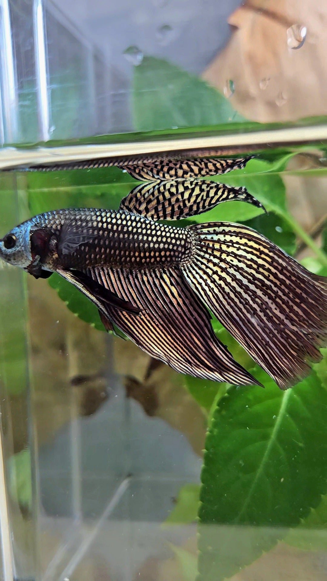 LUXURY VEILTAIL DELTA ALIEN COPPER BROWN HYBRID WILD BETTA FISH
