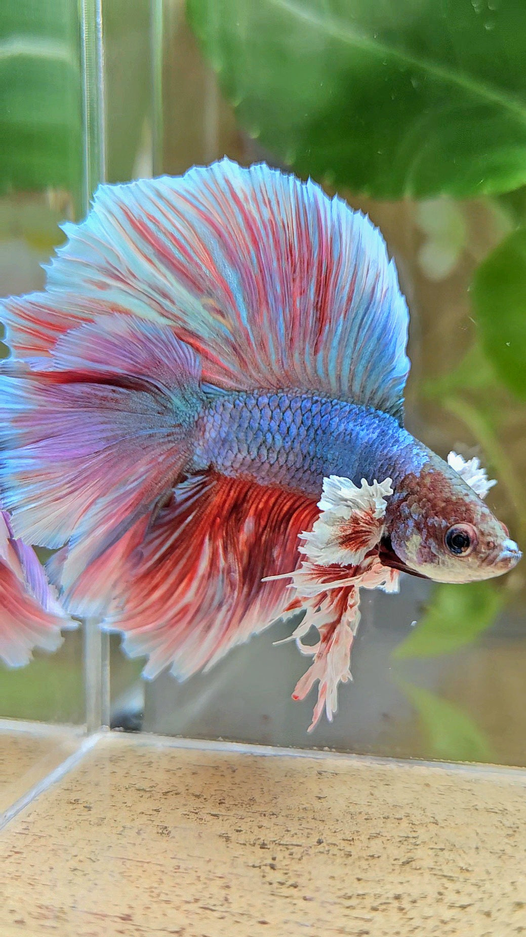 KING OVERTAIL HALFMOON DOUBLE TAIL BIG EAR PURPLE UNICORN BETTA FISH