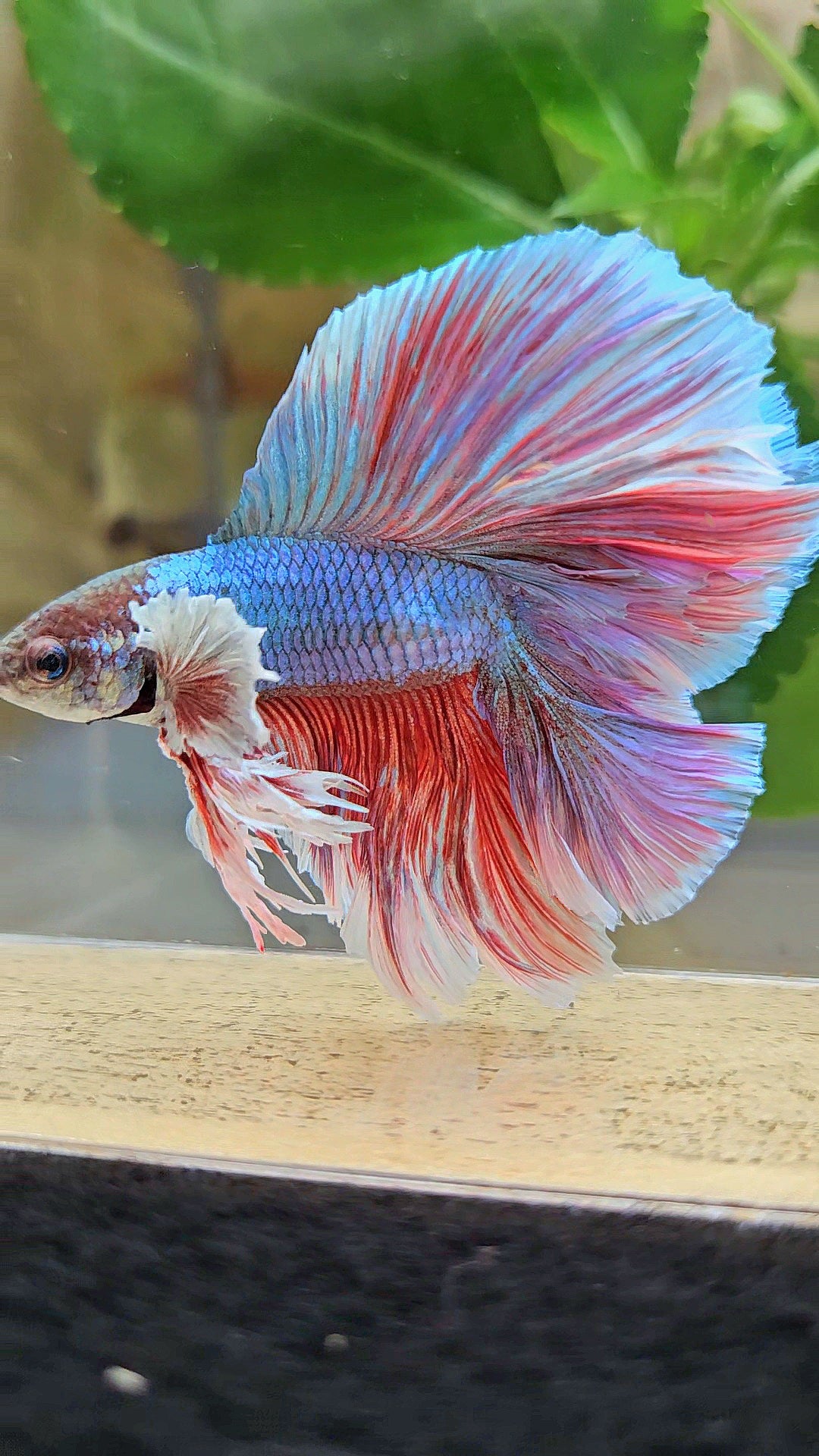 KING OVERTAIL HALFMOON DOUBLE TAIL BIG EAR PURPLE UNICORN BETTA FISH