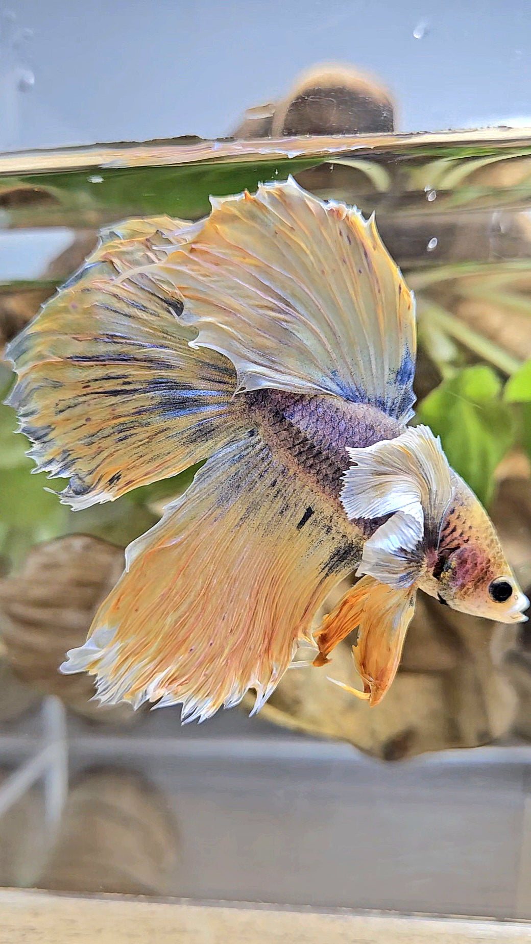 HALFMOON DUMBO EAR YELLOW MASCOT BETTA FISH