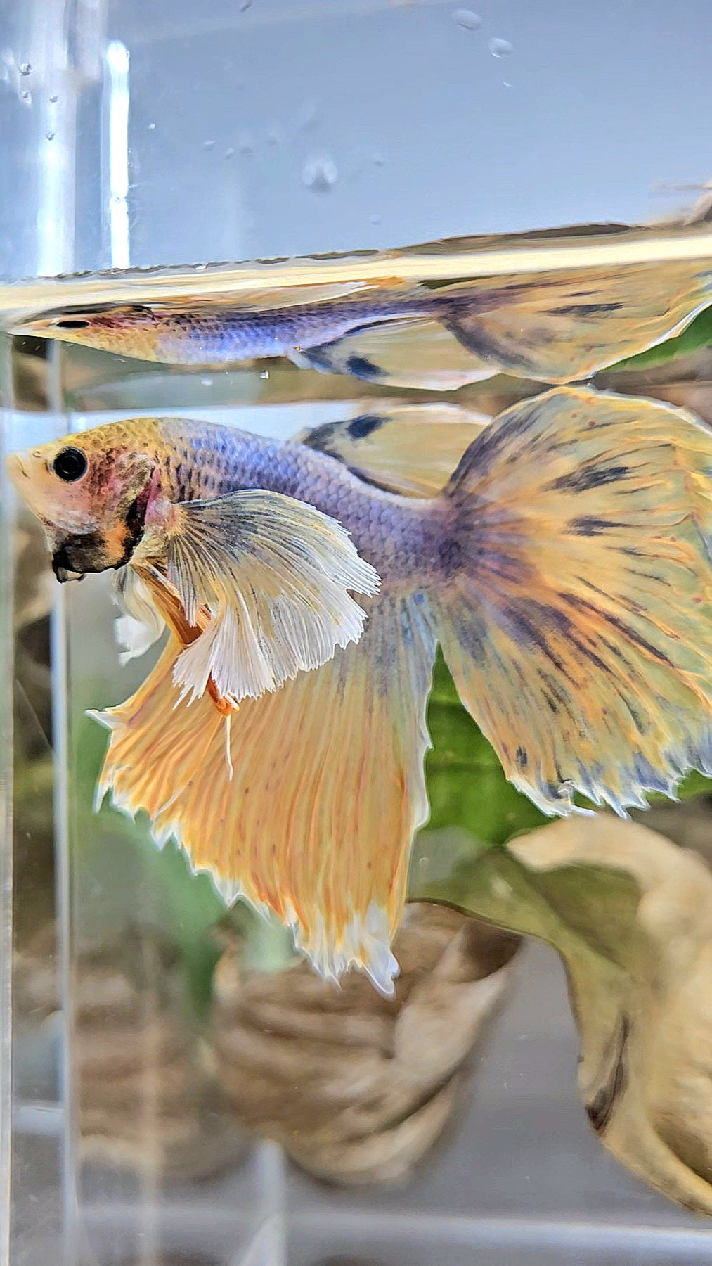 HALFMOON DUMBO EAR YELLOW MASCOT BETTA FISH