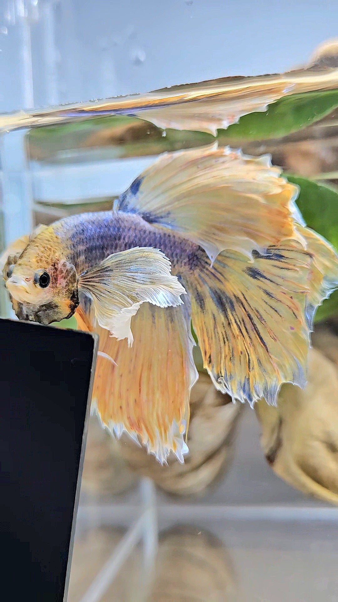 HALFMOON DUMBO EAR YELLOW MASCOT BETTA FISH
