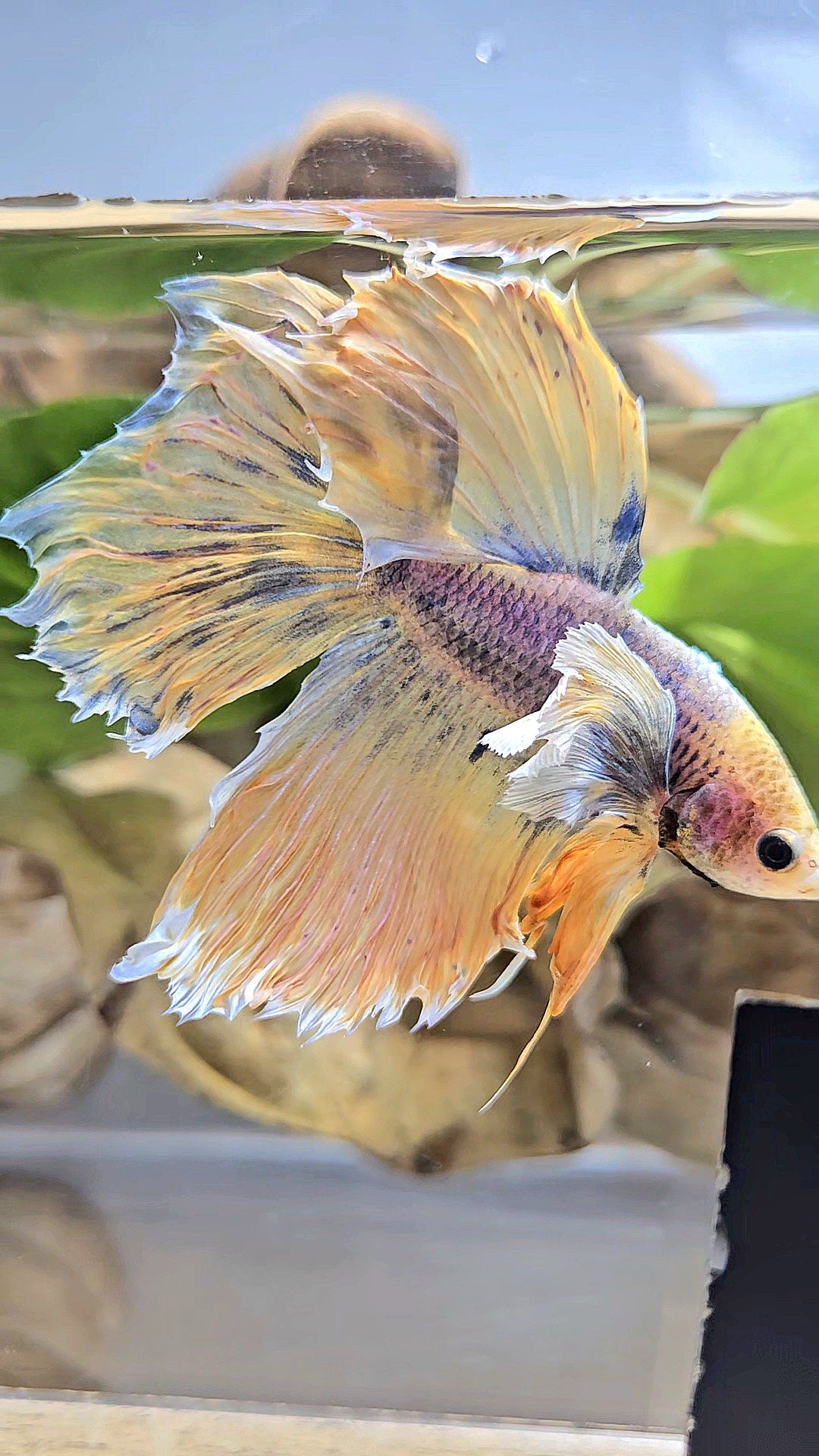 HALFMOON DUMBO EAR YELLOW MASCOT BETTA FISH
