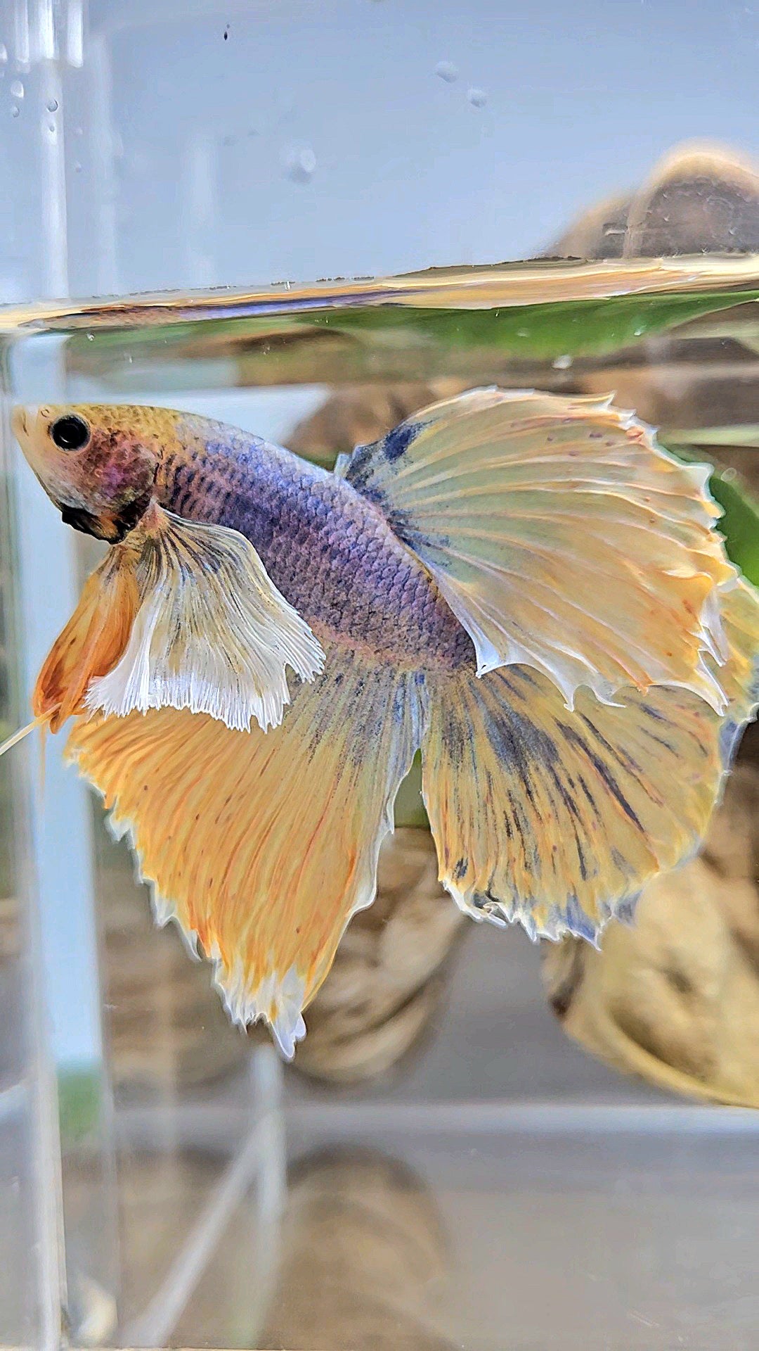 HALFMOON DUMBO EAR YELLOW MASCOT BETTA FISH