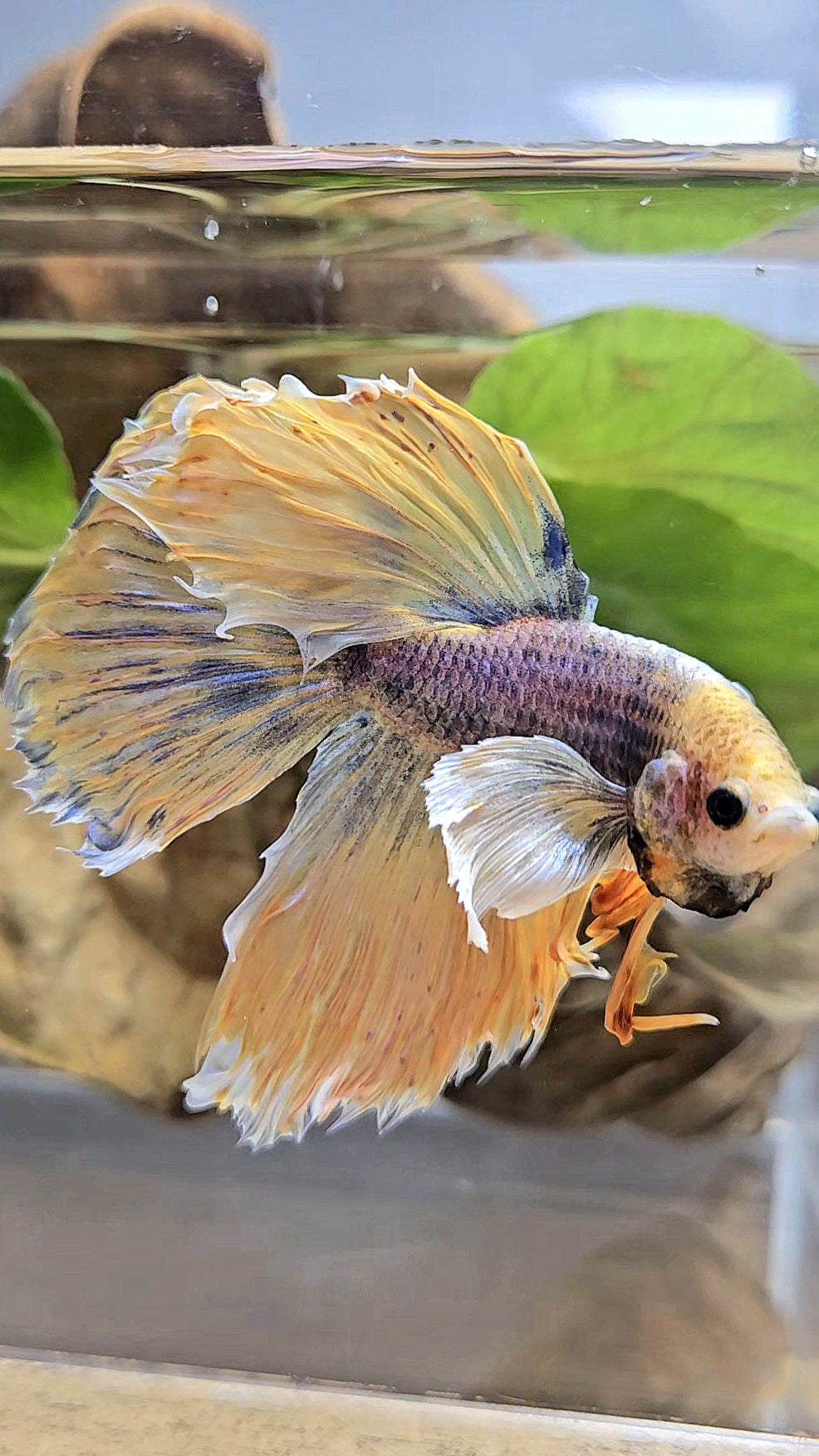 HALFMOON DUMBO EAR YELLOW MASCOT BETTA FISH