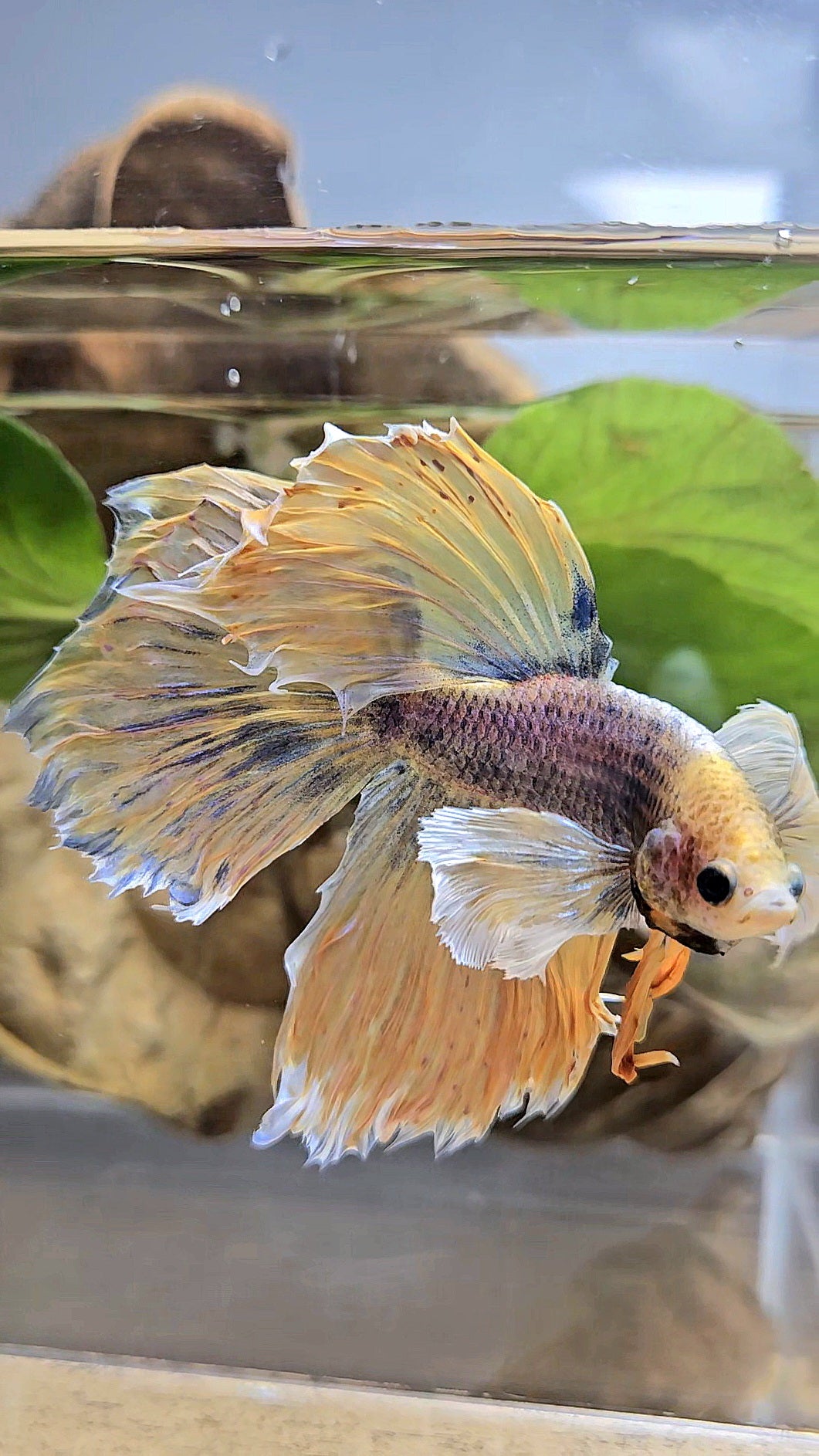 HALFMOON DUMBO EAR YELLOW MASCOT BETTA FISH