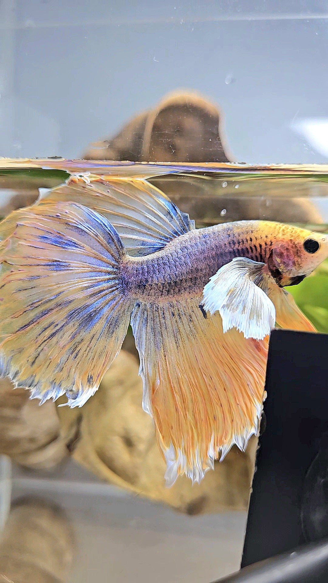 HALFMOON DUMBO EAR YELLOW MASCOT BETTA FISH