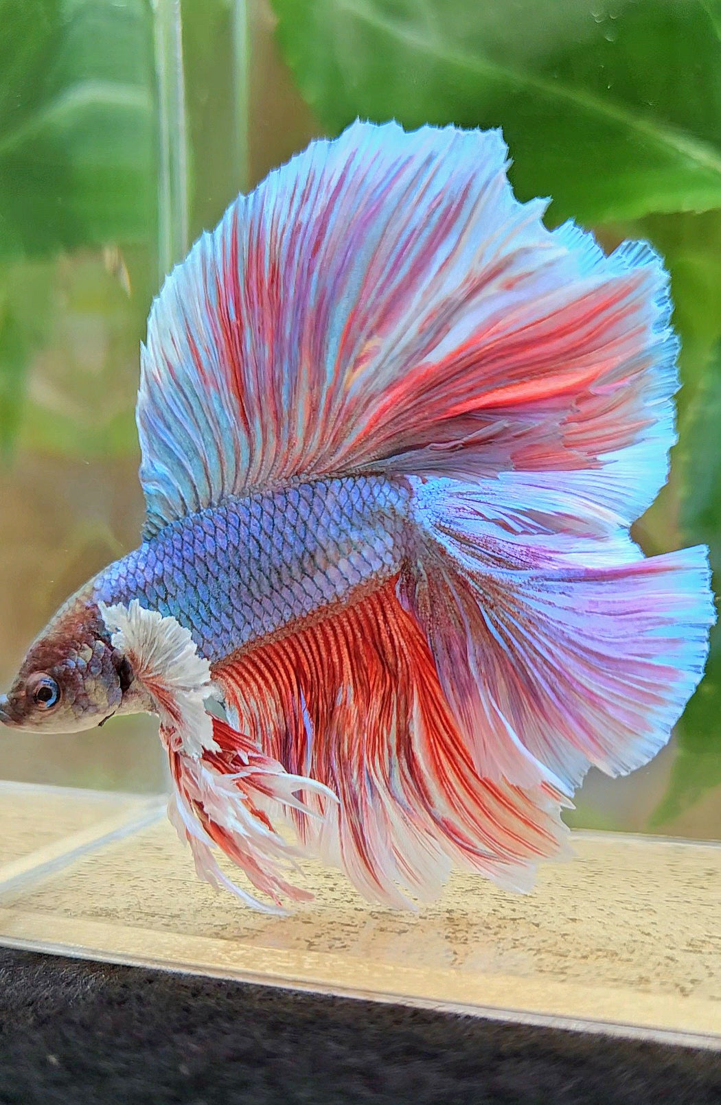 KING OVERTAIL HALFMOON DOUBLE TAIL BIG EAR PURPLE UNICORN BETTA FISH