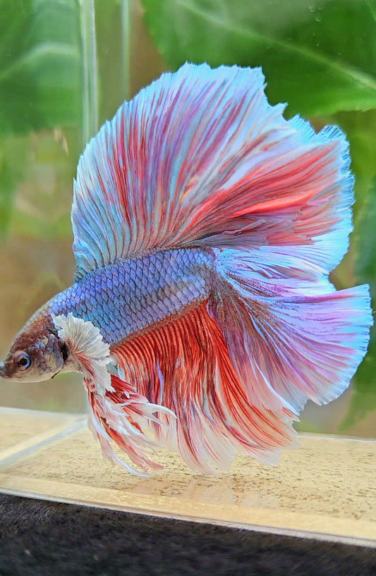 KING OVERTAIL HALFMOON DOUBLE TAIL BIG EAR PURPLE UNICORN BETTA FISH