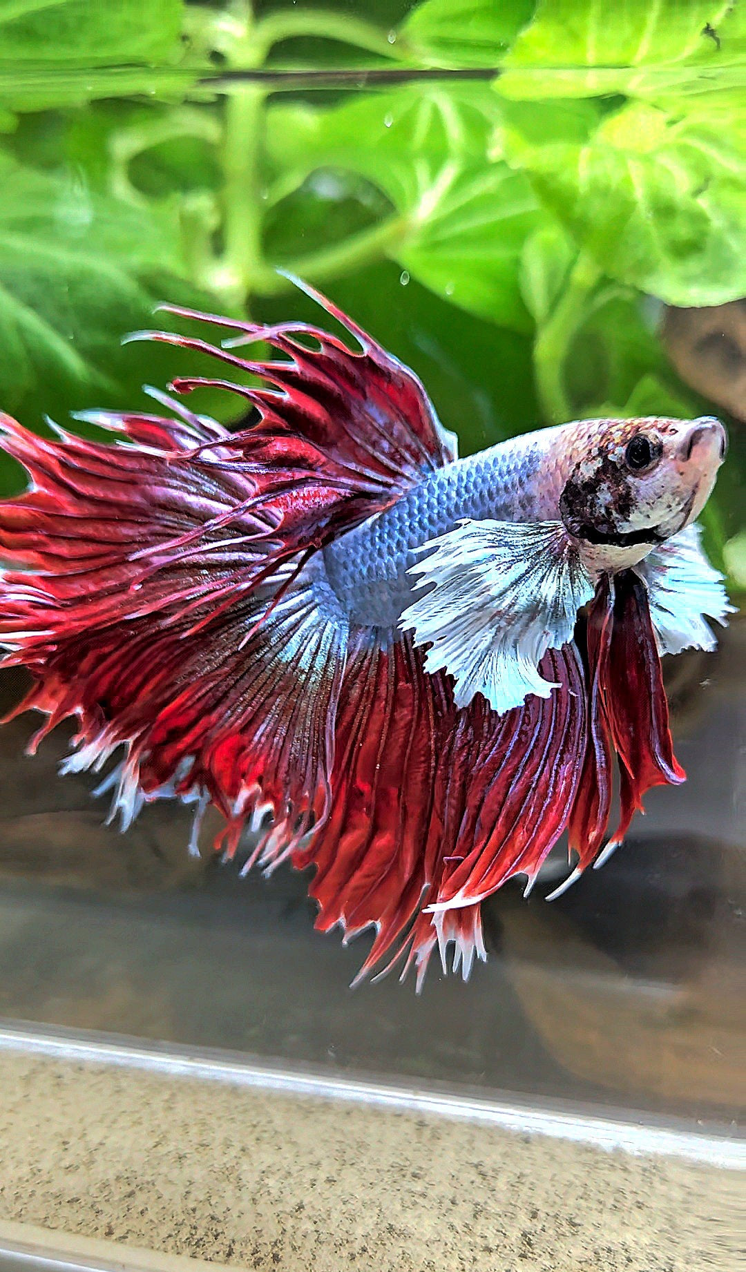 LUXURY CROWNTAIL HALFSUN DUMBO EAR RED MAGENTA BETTA FISH