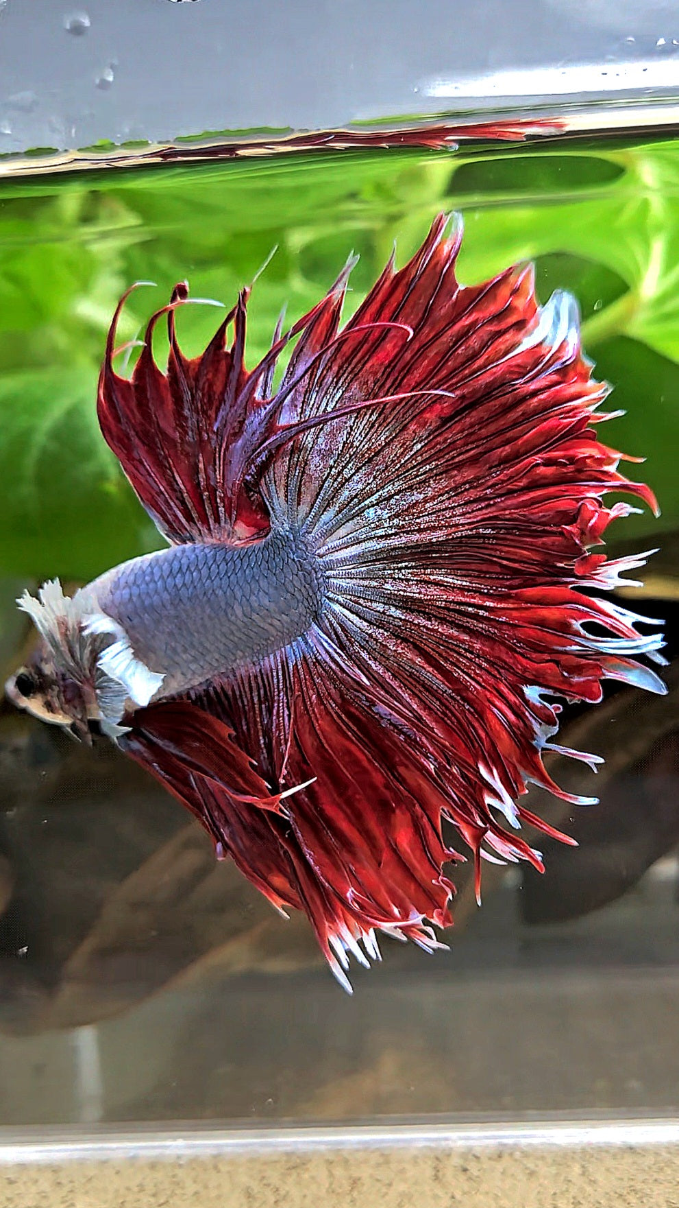 LUXURY CROWNTAIL HALFSUN DUMBO EAR RED MAGENTA BETTA FISH