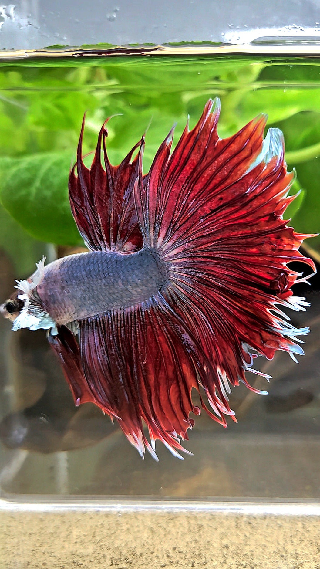 LUXURY CROWNTAIL HALFSUN DUMBO EAR RED MAGENTA BETTA FISH