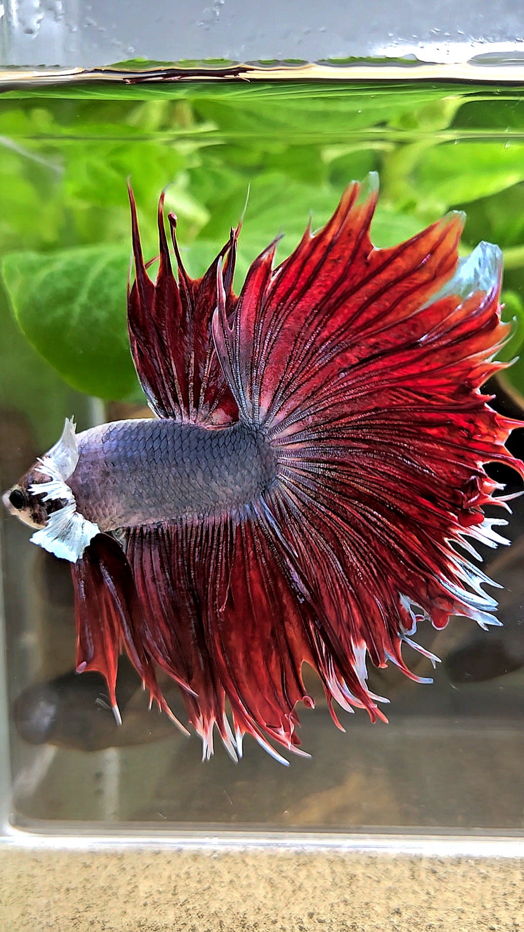 LUXURY CROWNTAIL HALFSUN DUMBO EAR RED MAGENTA BETTA FISH