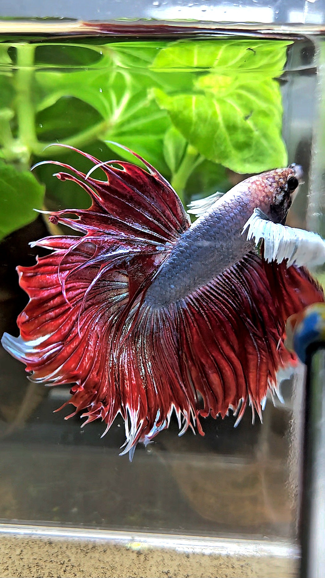 LUXURY CROWNTAIL HALFSUN DUMBO EAR RED MAGENTA BETTA FISH
