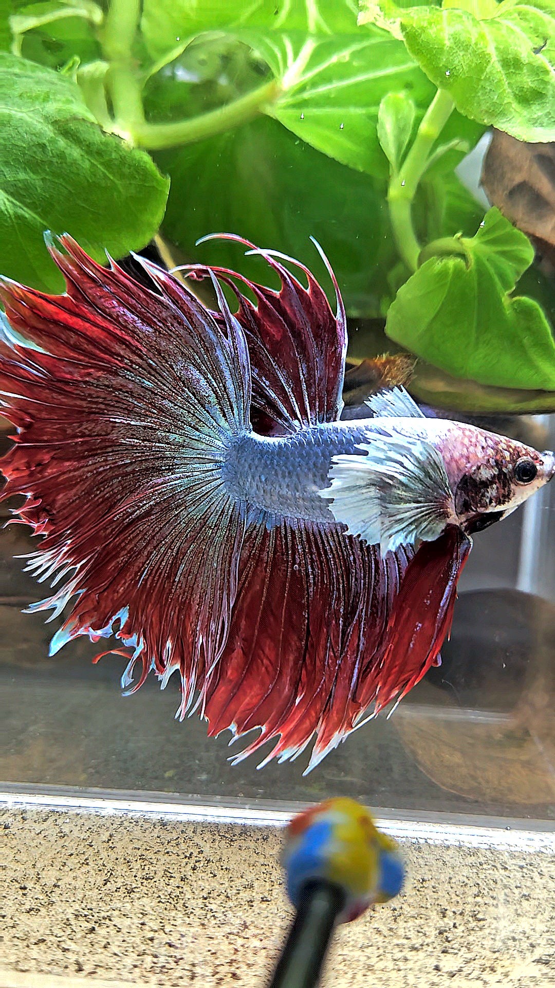 LUXURY CROWNTAIL HALFSUN DUMBO EAR RED MAGENTA BETTA FISH