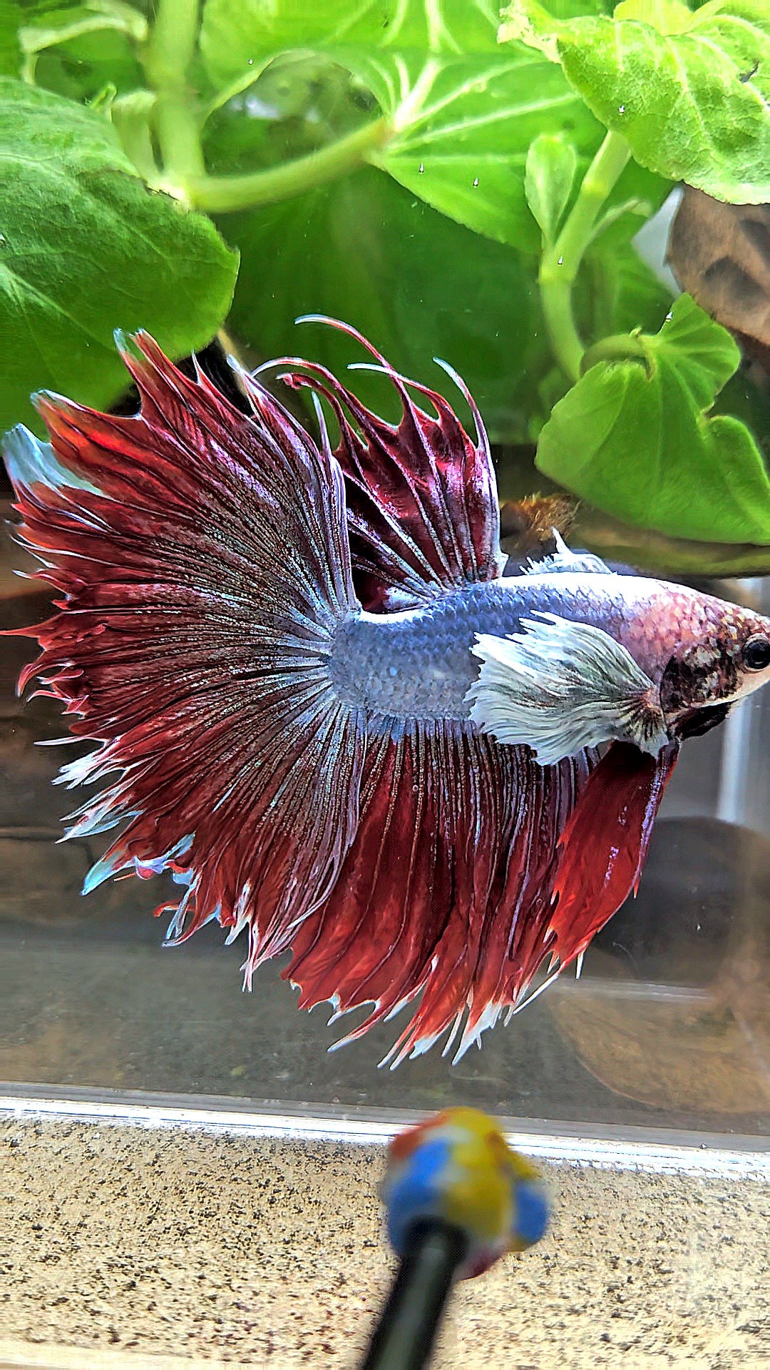 LUXURY CROWNTAIL HALFSUN DUMBO EAR RED MAGENTA BETTA FISH
