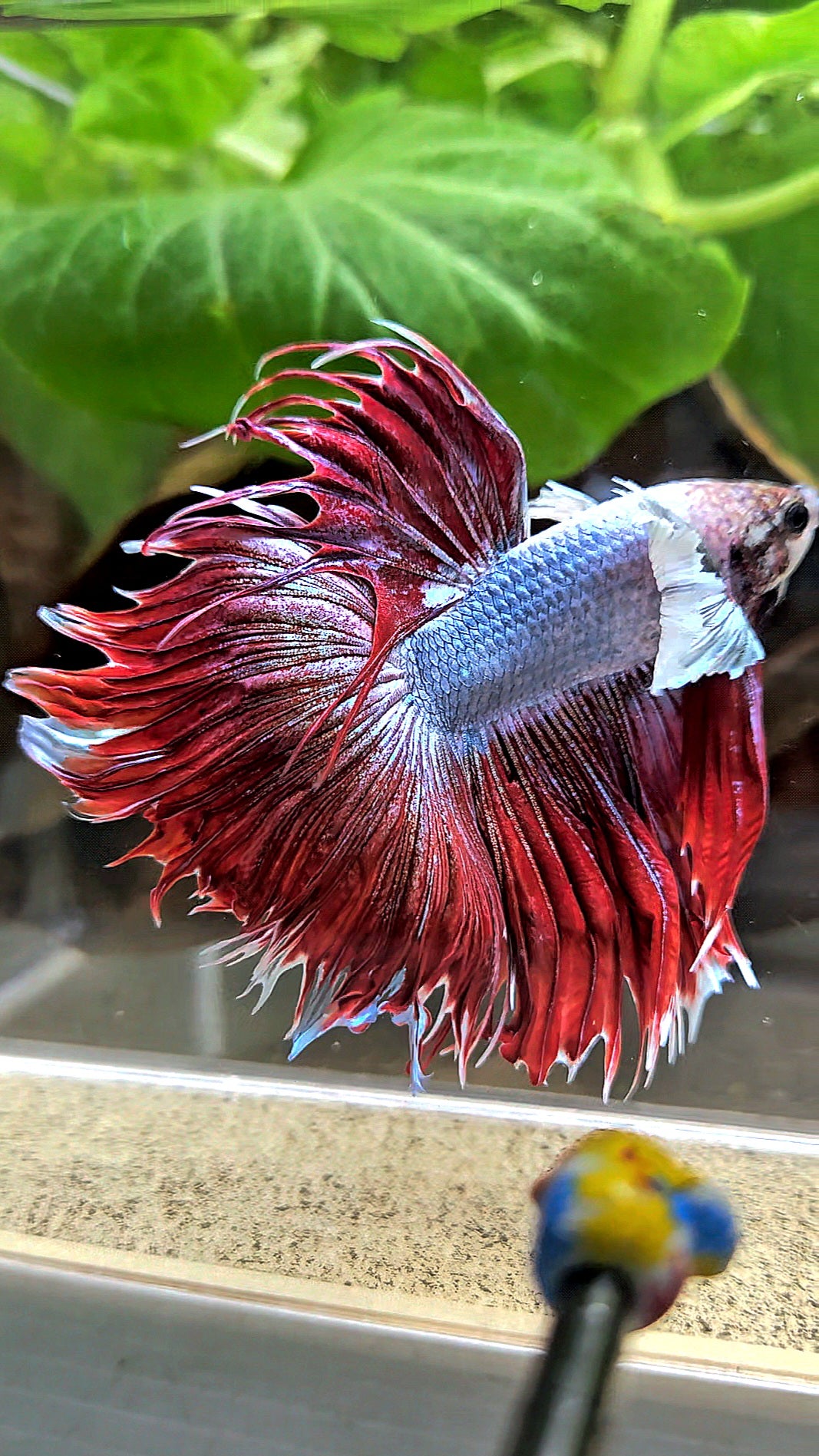 LUXURY CROWNTAIL HALFSUN DUMBO EAR RED MAGENTA BETTA FISH