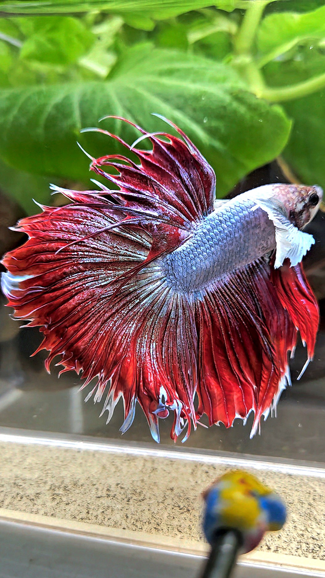 LUXURY CROWNTAIL HALFSUN DUMBO EAR RED MAGENTA BETTA FISH