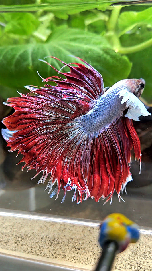 LUXURY CROWNTAIL HALFSUN DUMBO EAR RED MAGENTA BETTA FISH